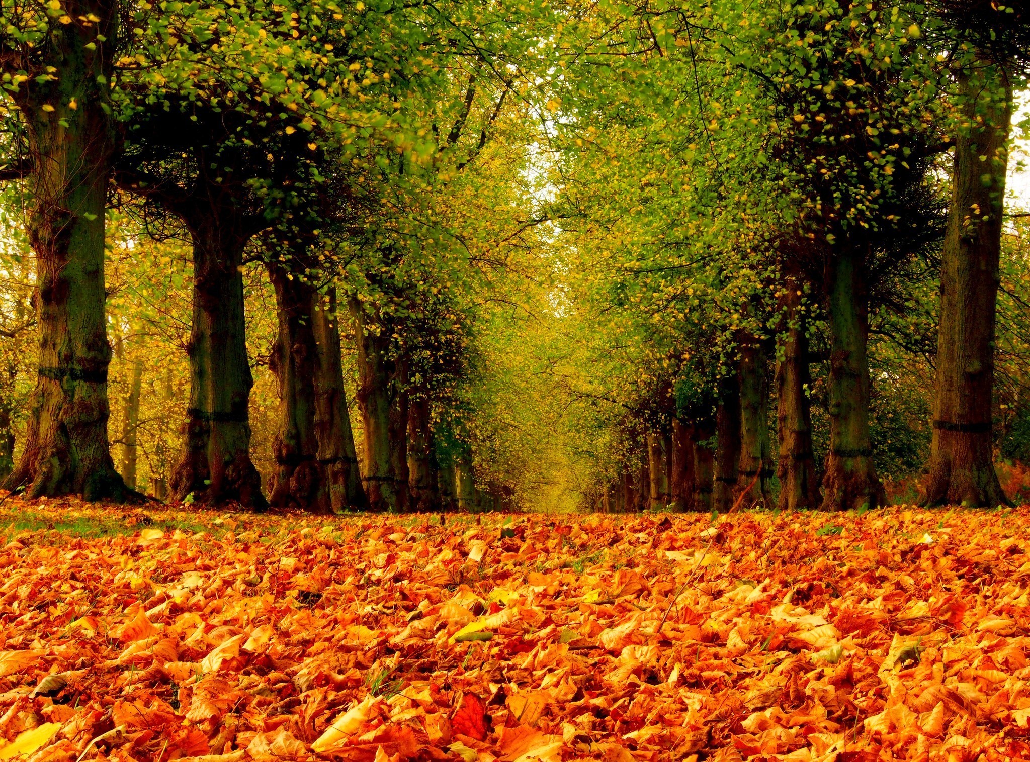 663384 скачать картинку осень, земля/природа, лист, аллея, парк, дерево - обои и заставки бесплатно