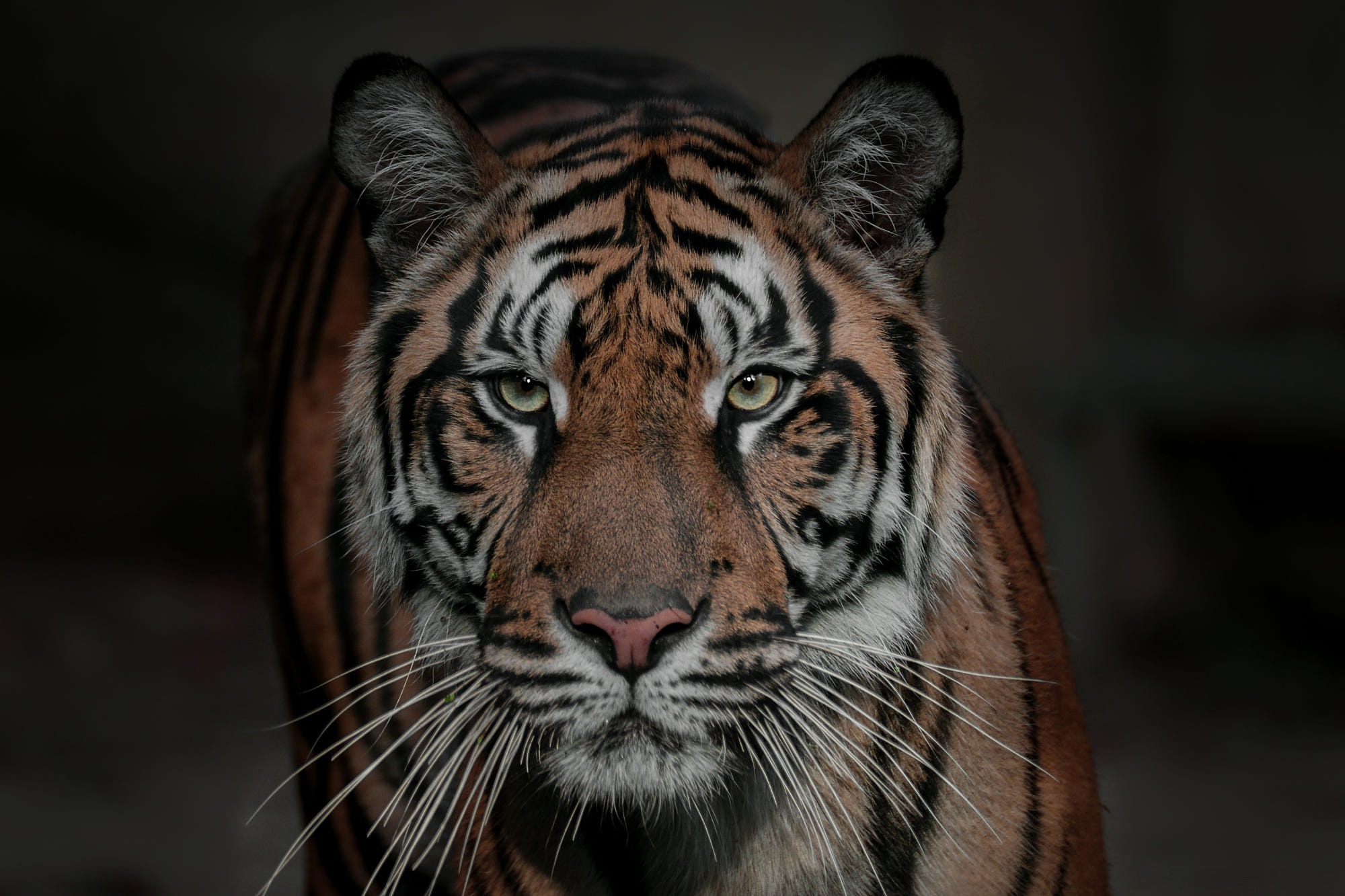 Завантажити шпалери безкоштовно Тигр, Тварина, Коти, Витріщитися картинка на робочий стіл ПК