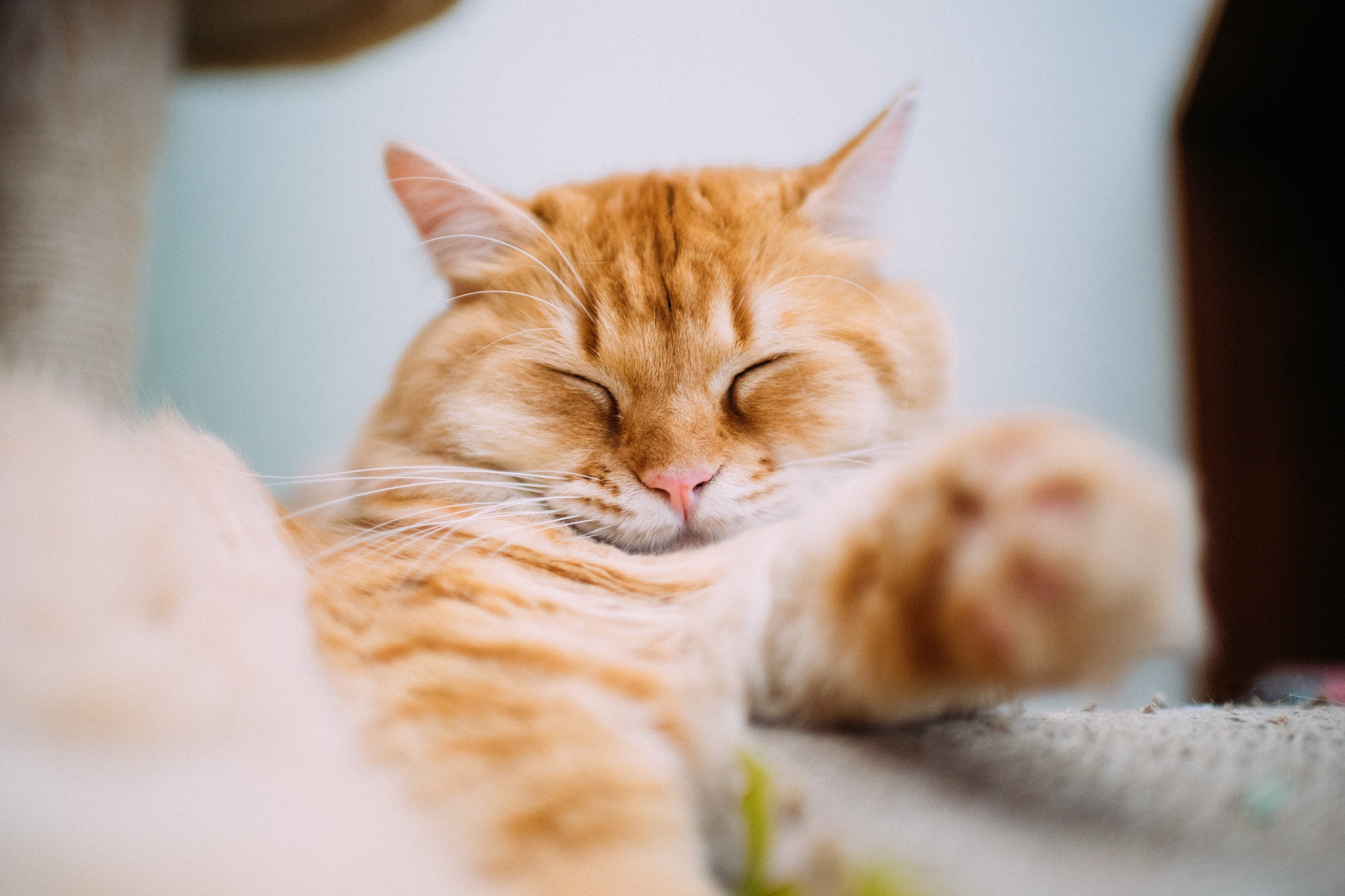 Download mobile wallpaper Cats, Cat, Animal, Sleeping for free.