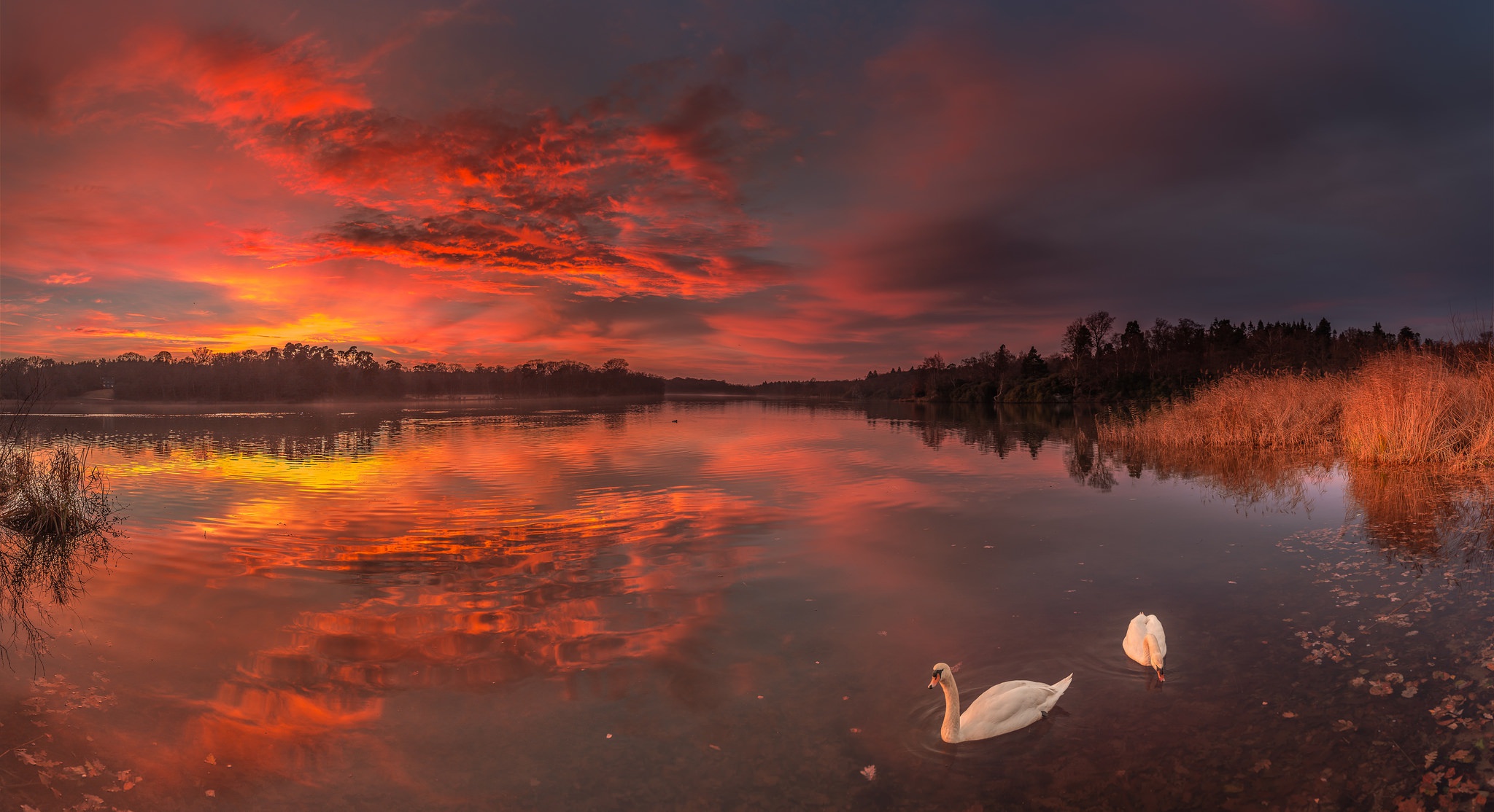 Free download wallpaper Birds, Sunset, Lake, Reflection, Bird, Animal, Swan, Cloud, Mute Swan on your PC desktop