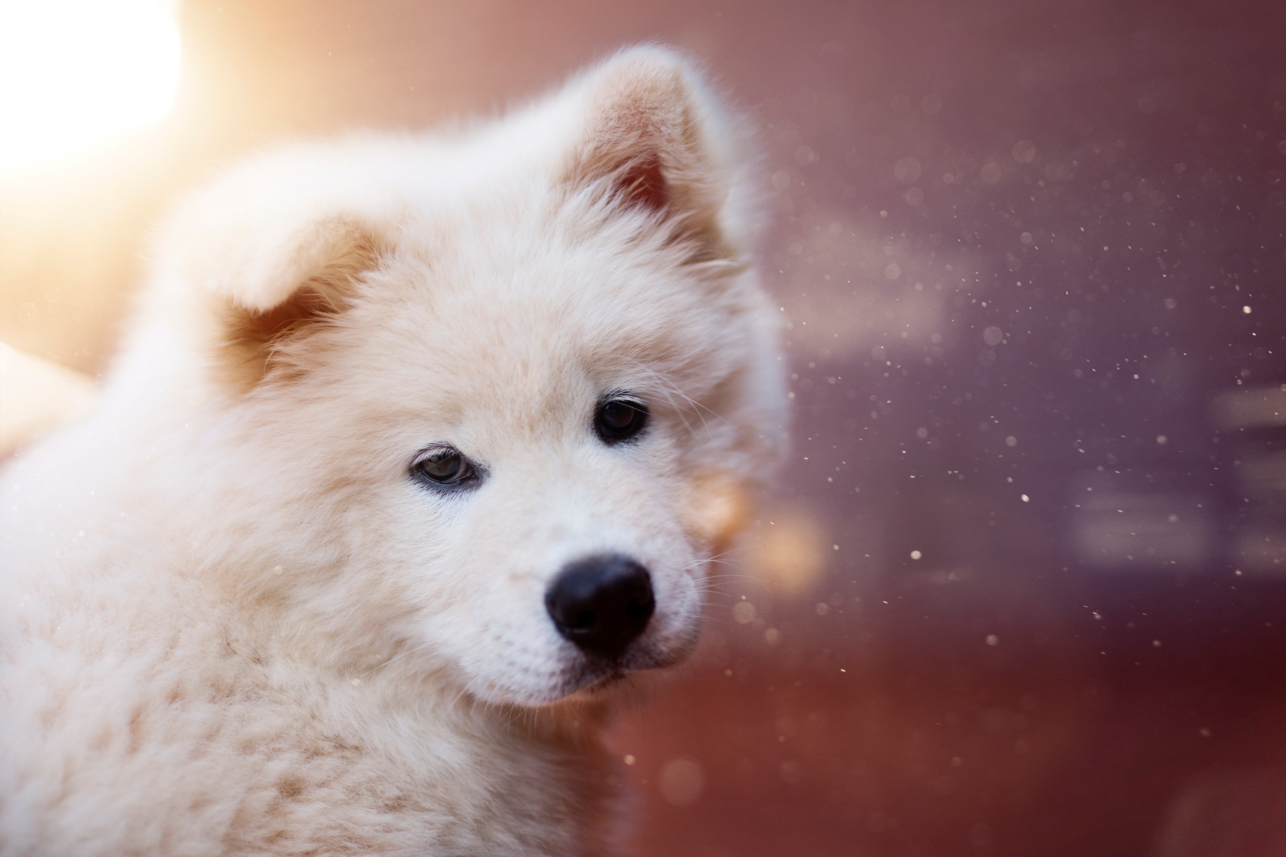 white, dog, puppy, animals, fluffy, nice, sweetheart wallpaper for mobile