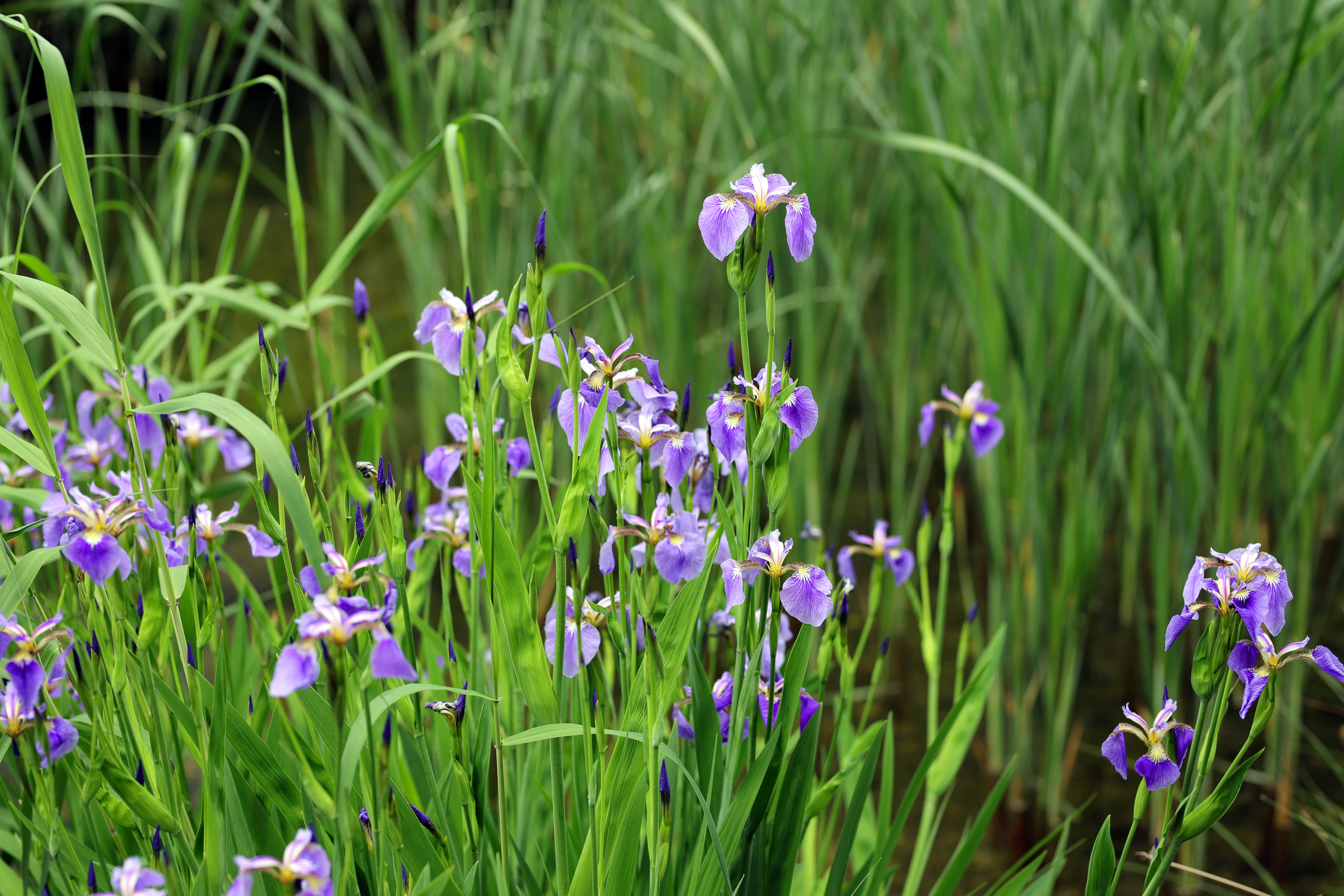 Descarga gratis la imagen Iris, Flor, Primavera, Tierra/naturaleza en el escritorio de tu PC