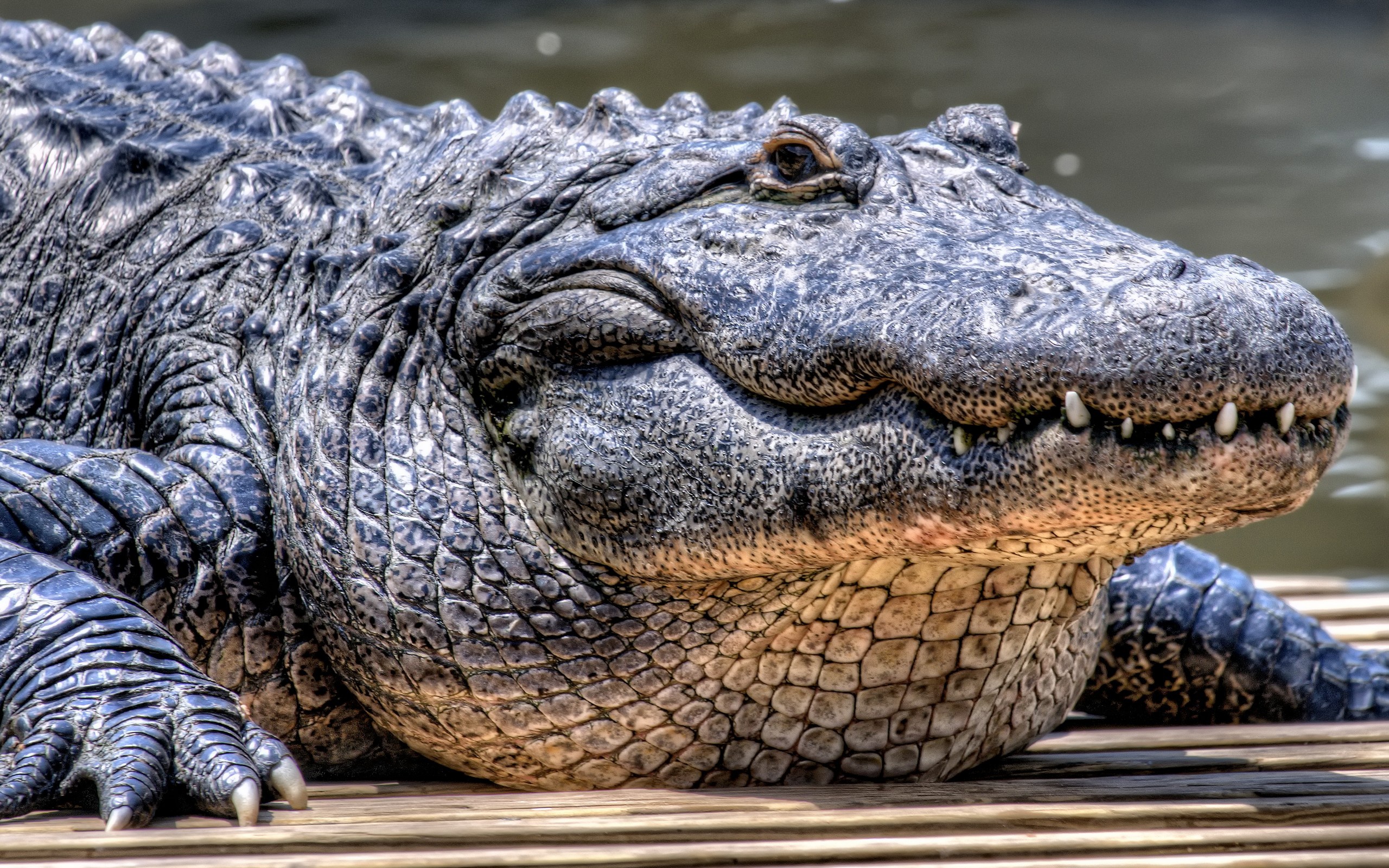 Die besten Alligator-Hintergründe für den Telefonbildschirm