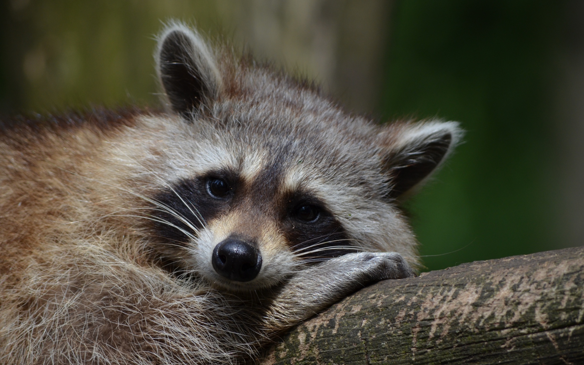 Handy-Wallpaper Tiere, Waschbär kostenlos herunterladen.