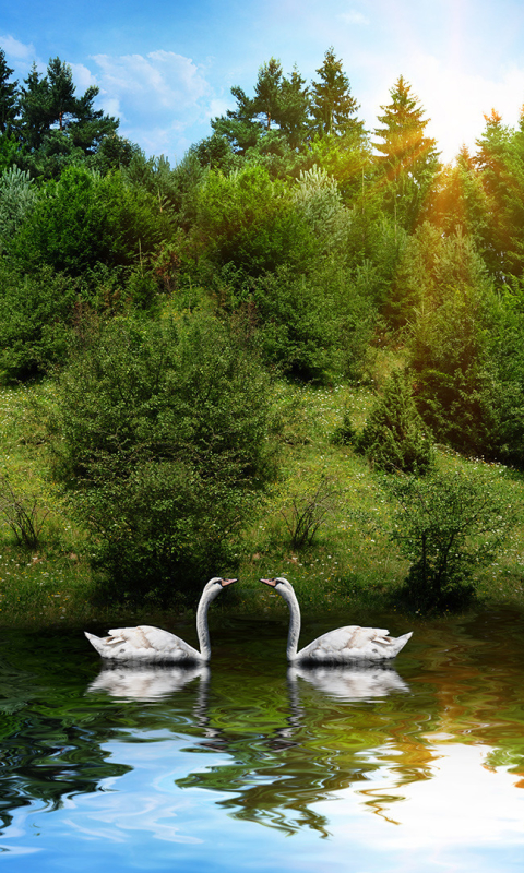 Téléchargez des papiers peints mobile Animaux, Des Oiseaux, Cygne Tuberculé gratuitement.