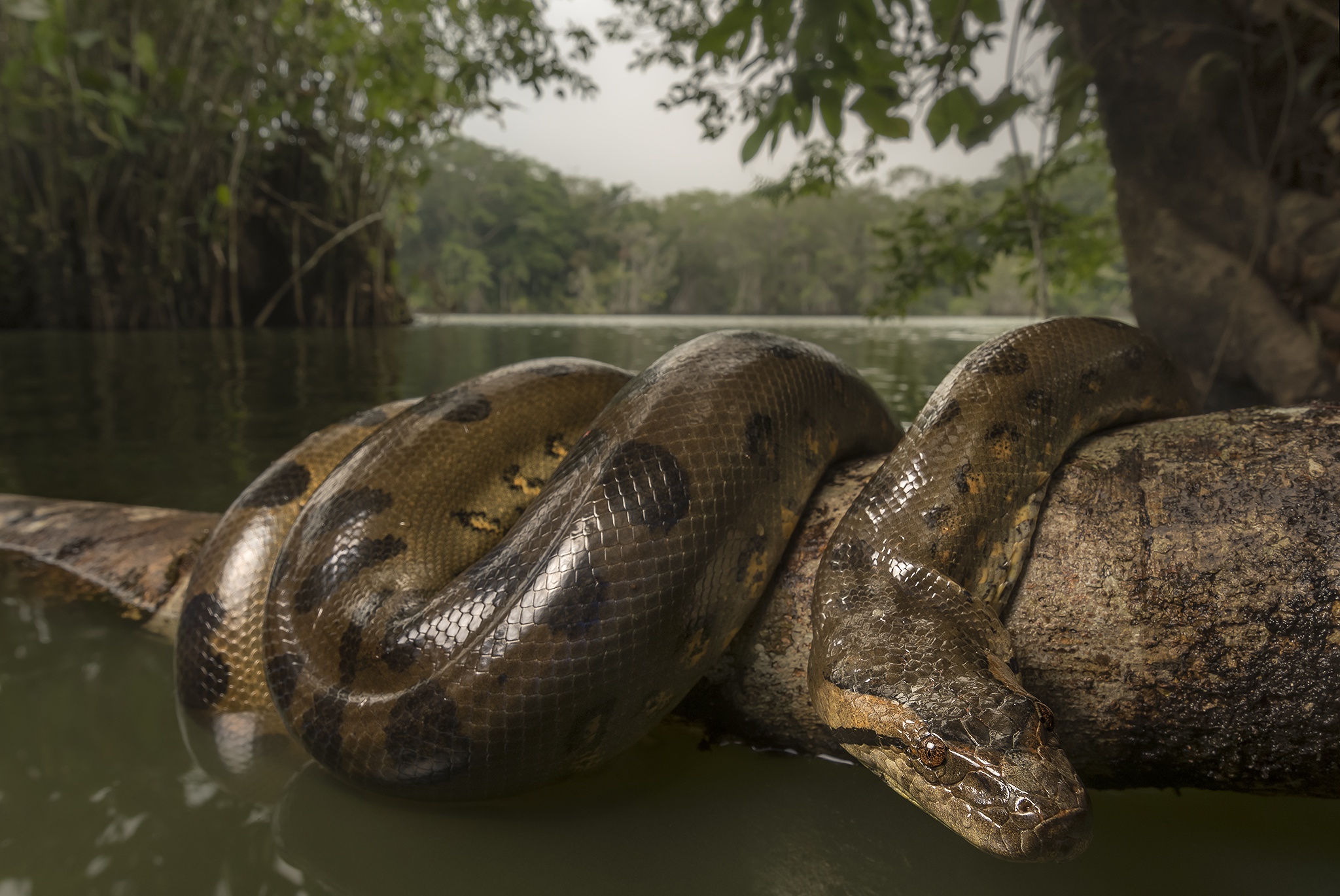 868694 descargar imagen anaconda, animales, reptil, serpiente: fondos de pantalla y protectores de pantalla gratis