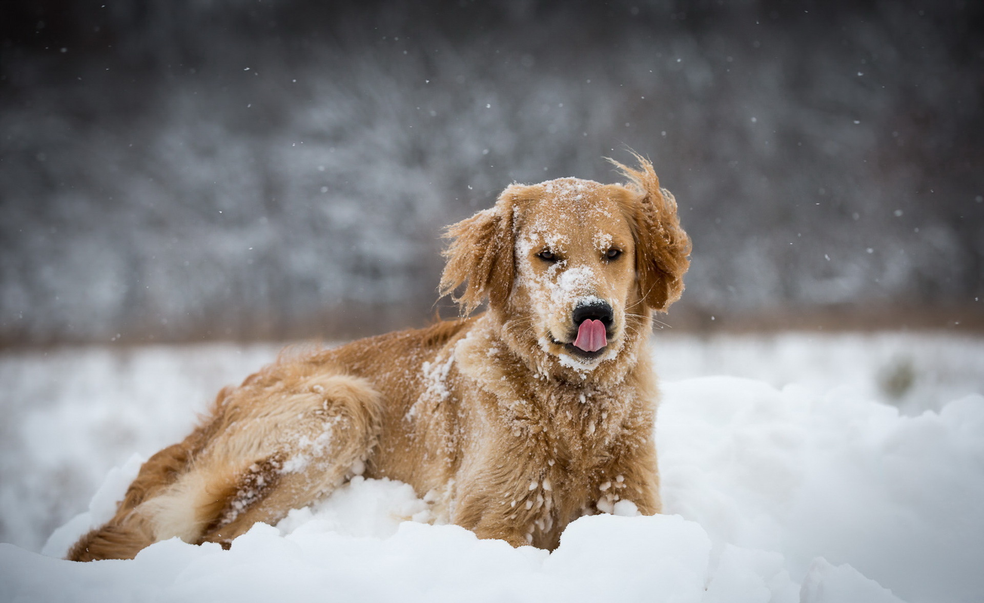 無料モバイル壁紙動物, 冬, 雪, 犬, ゴールデンレトリバー, 被写界深度をダウンロードします。