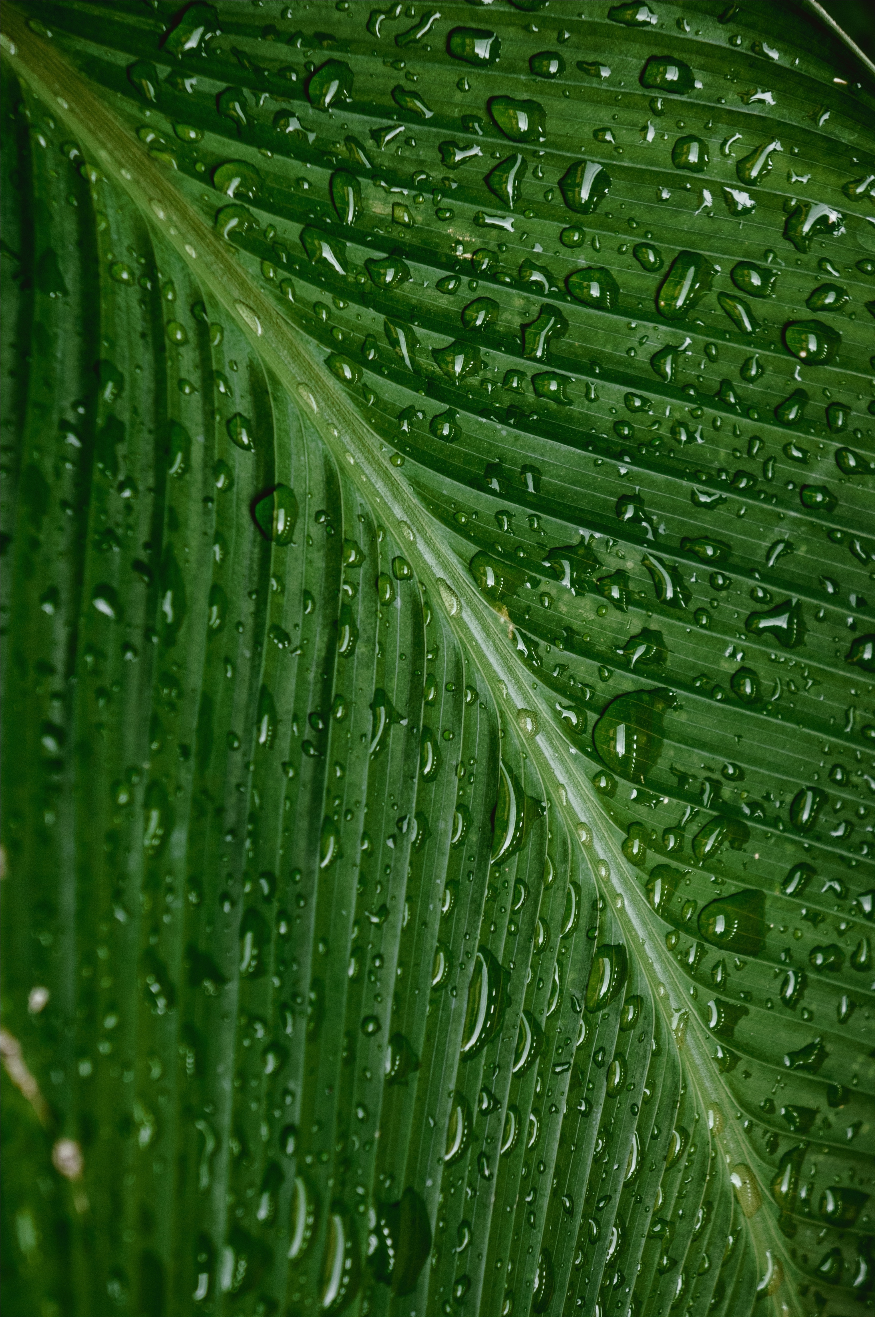 Laden Sie das Drops, Makro, Blatt, Feuchtigkeit, Pflanze-Bild kostenlos auf Ihren PC-Desktop herunter