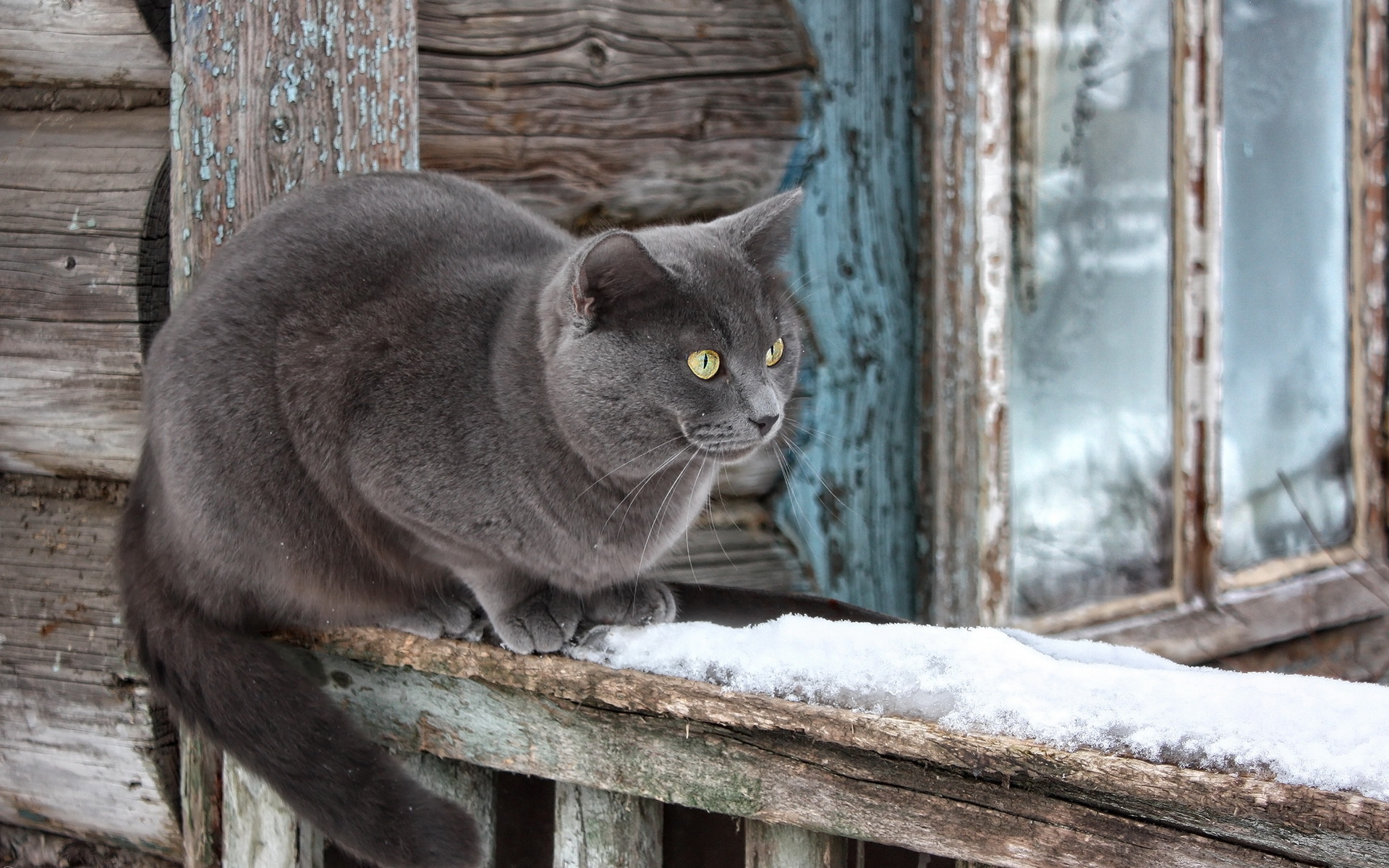 Baixe gratuitamente a imagem Gato, Gatos, Animais na área de trabalho do seu PC