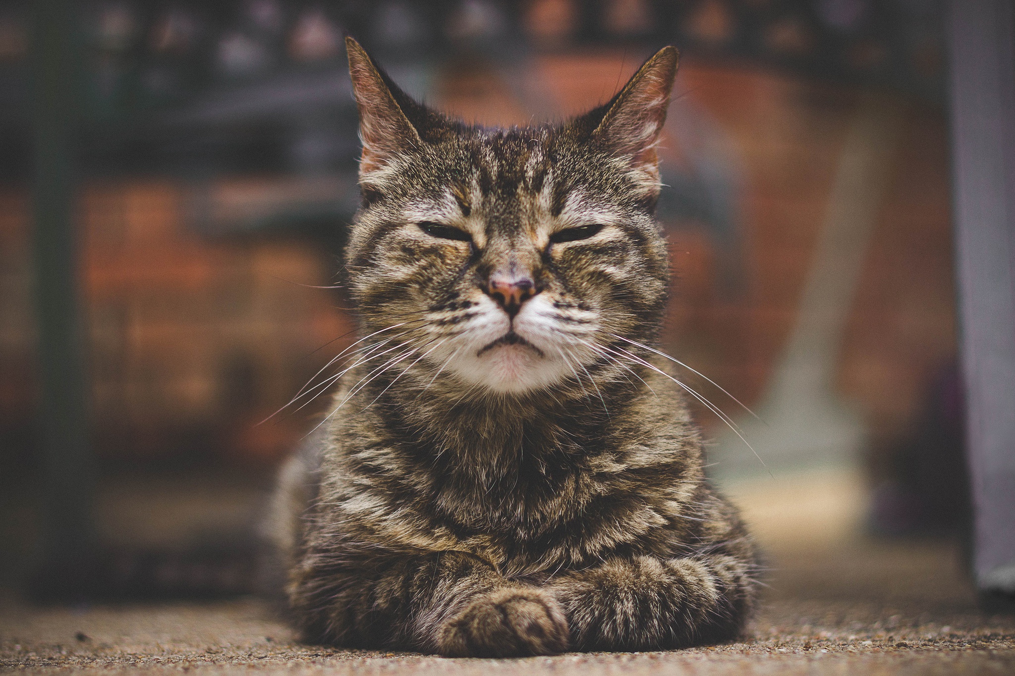 Baixe gratuitamente a imagem Animais, Gatos, Gato, Fechar Se, Profundidade De Campo na área de trabalho do seu PC