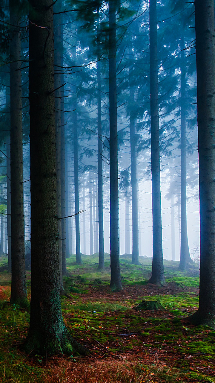 Handy-Wallpaper Natur, Herbst, Wald, Baum, Nebel, Erde/natur kostenlos herunterladen.