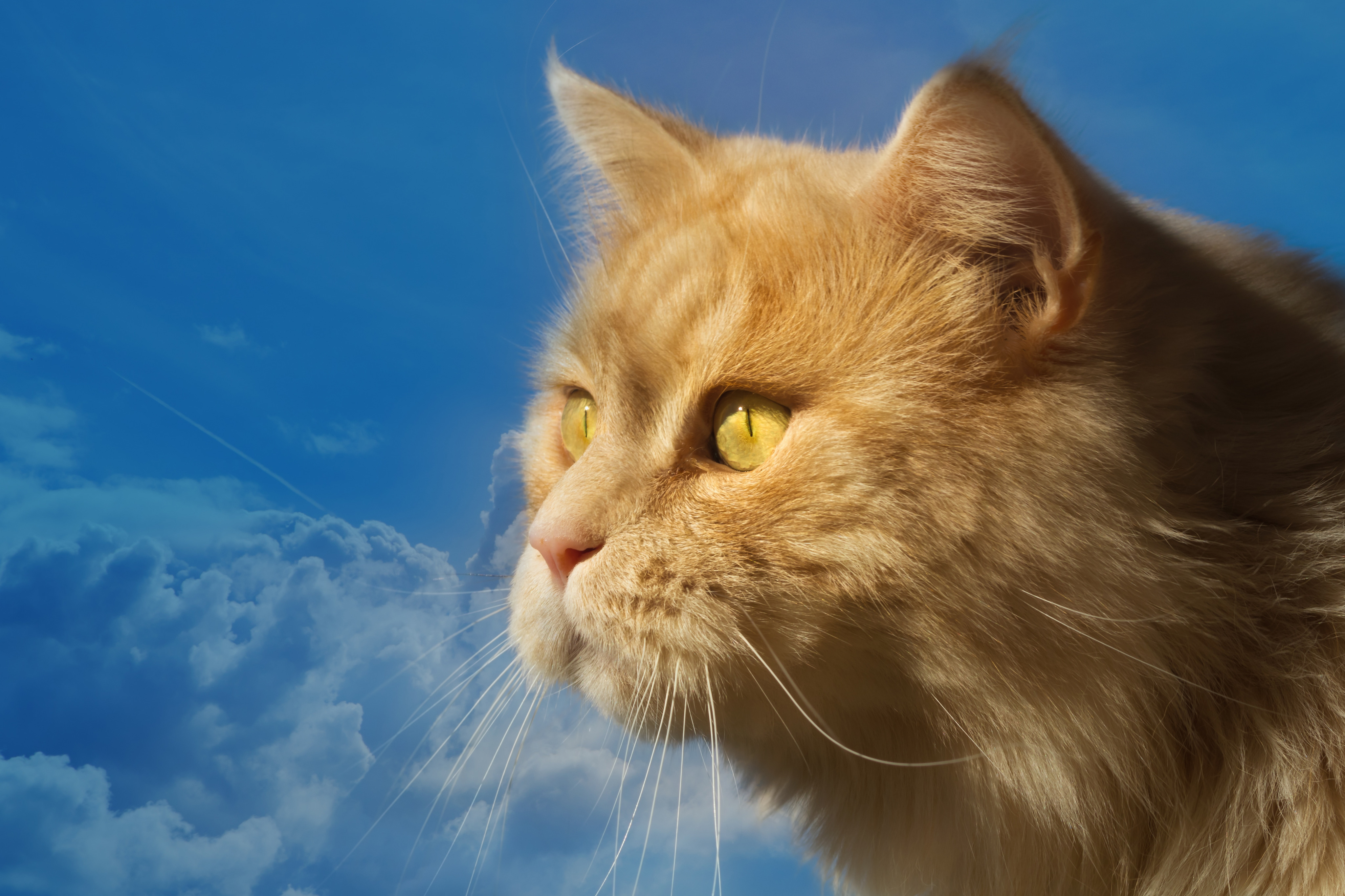 Download mobile wallpaper Cats, Cat, Animal, Profile for free.