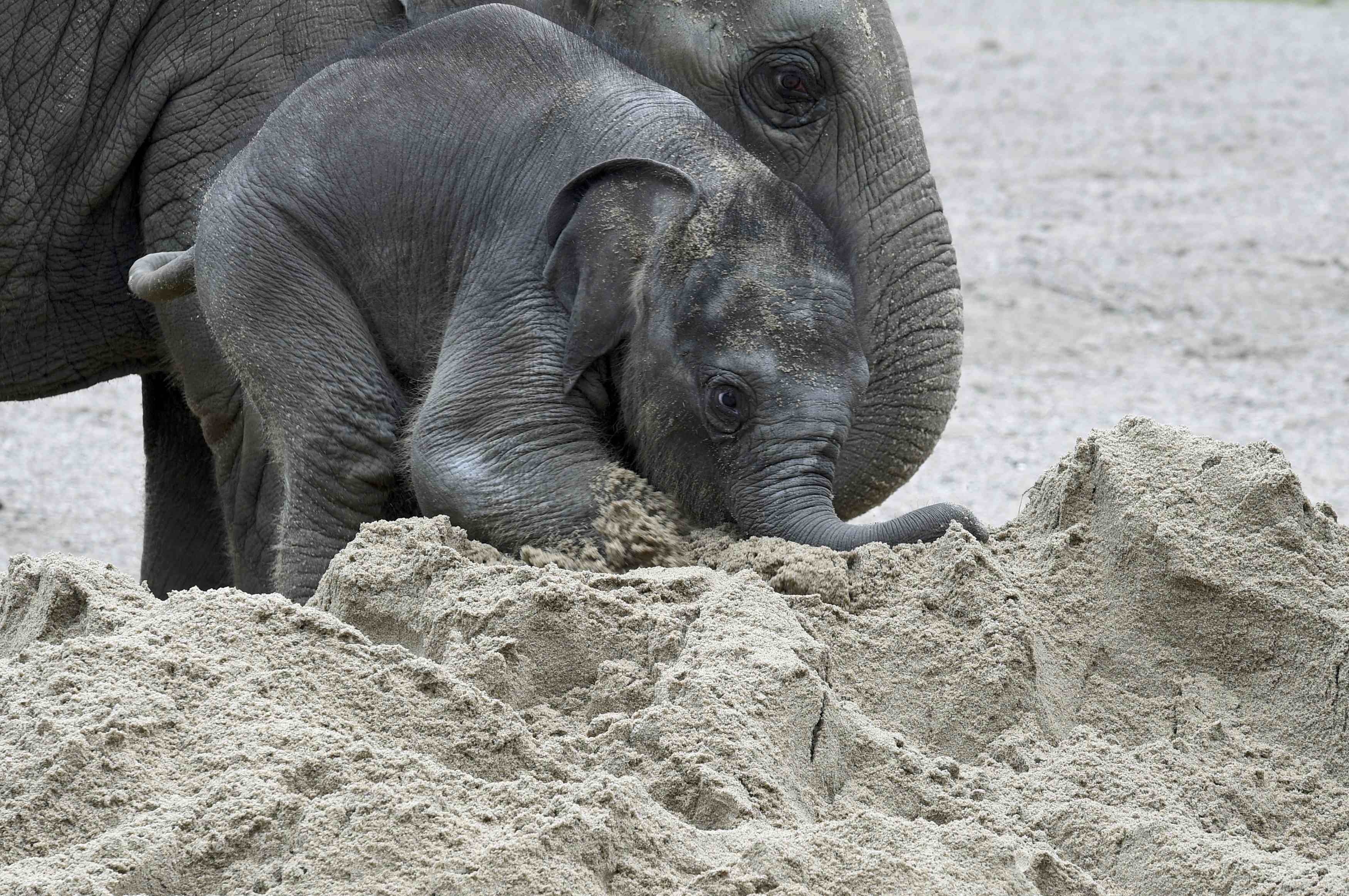 Téléchargez gratuitement l'image Animaux, Éléphants, Éléphant D'asie sur le bureau de votre PC