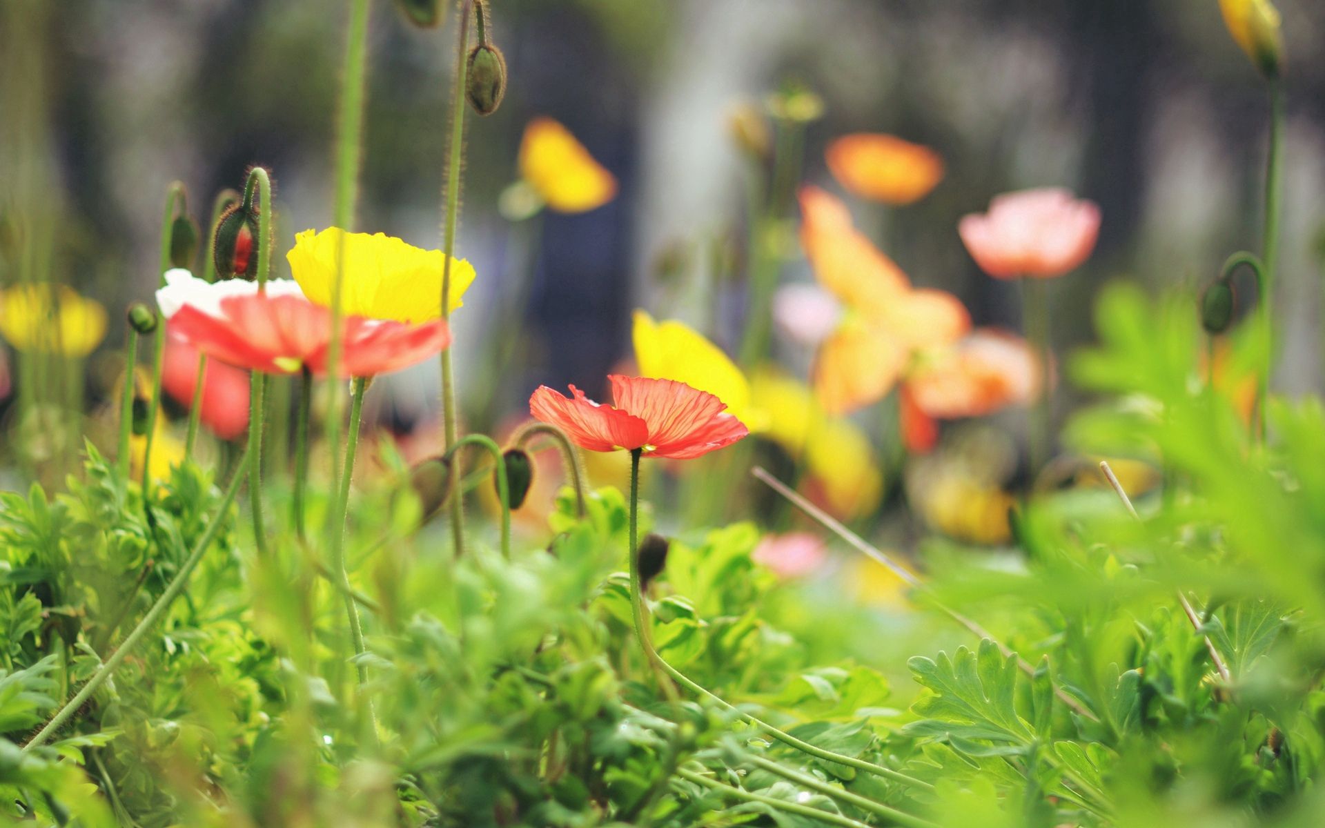 Laden Sie das Grass, Unschärfe, Glatt, Blumen, Makro-Bild kostenlos auf Ihren PC-Desktop herunter