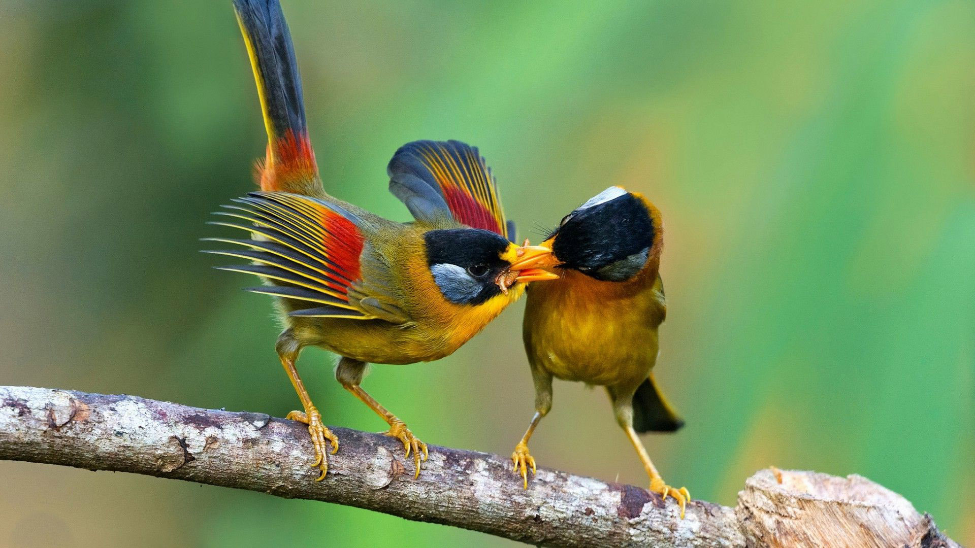 Laden Sie das Tiere, Vögel, Vogel, Ast-Bild kostenlos auf Ihren PC-Desktop herunter