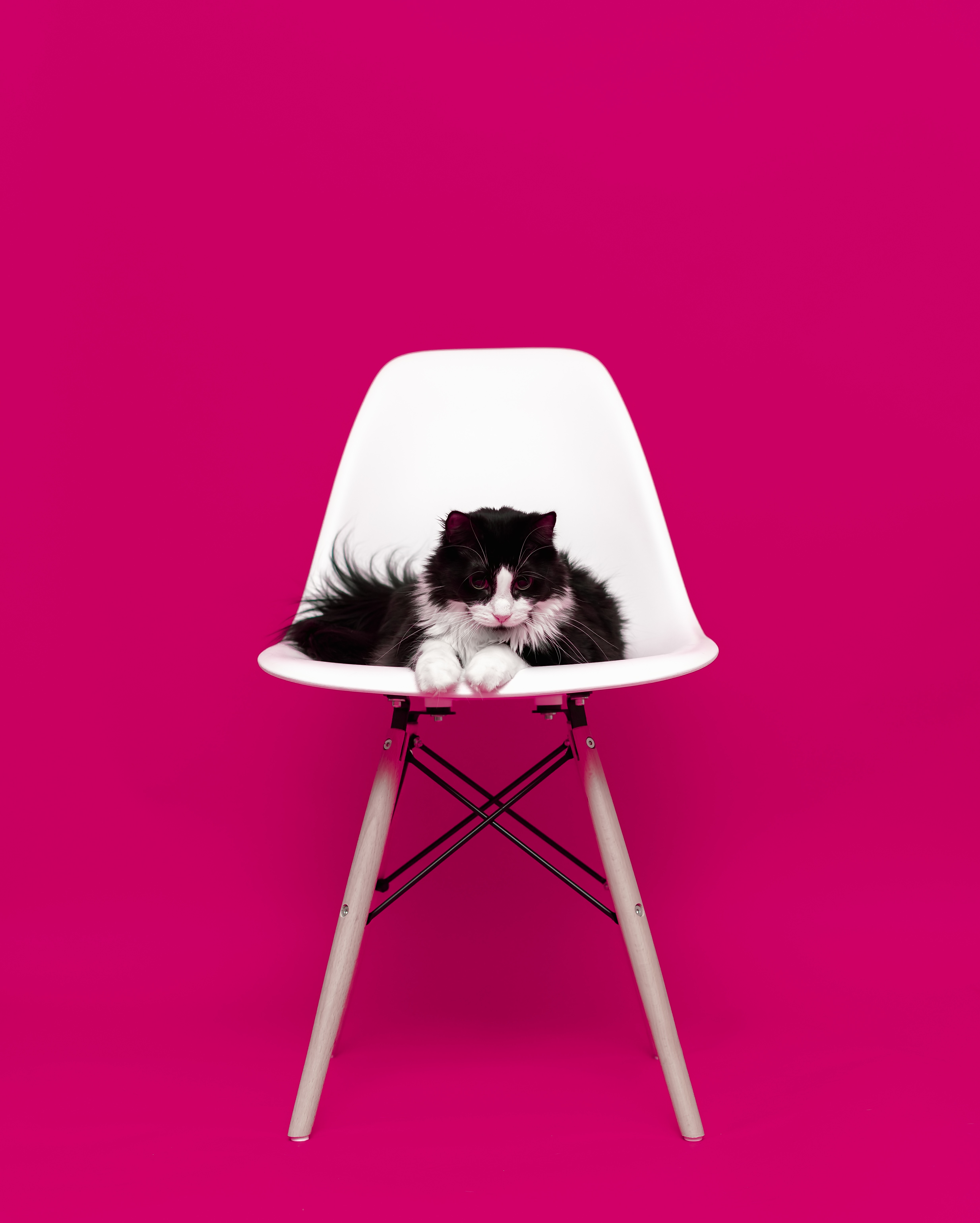 70255 завантажити картинку тварини, кіт, кішка, пухнастий, стілець, крісло, модель, фотосесія - шпалери і заставки безкоштовно