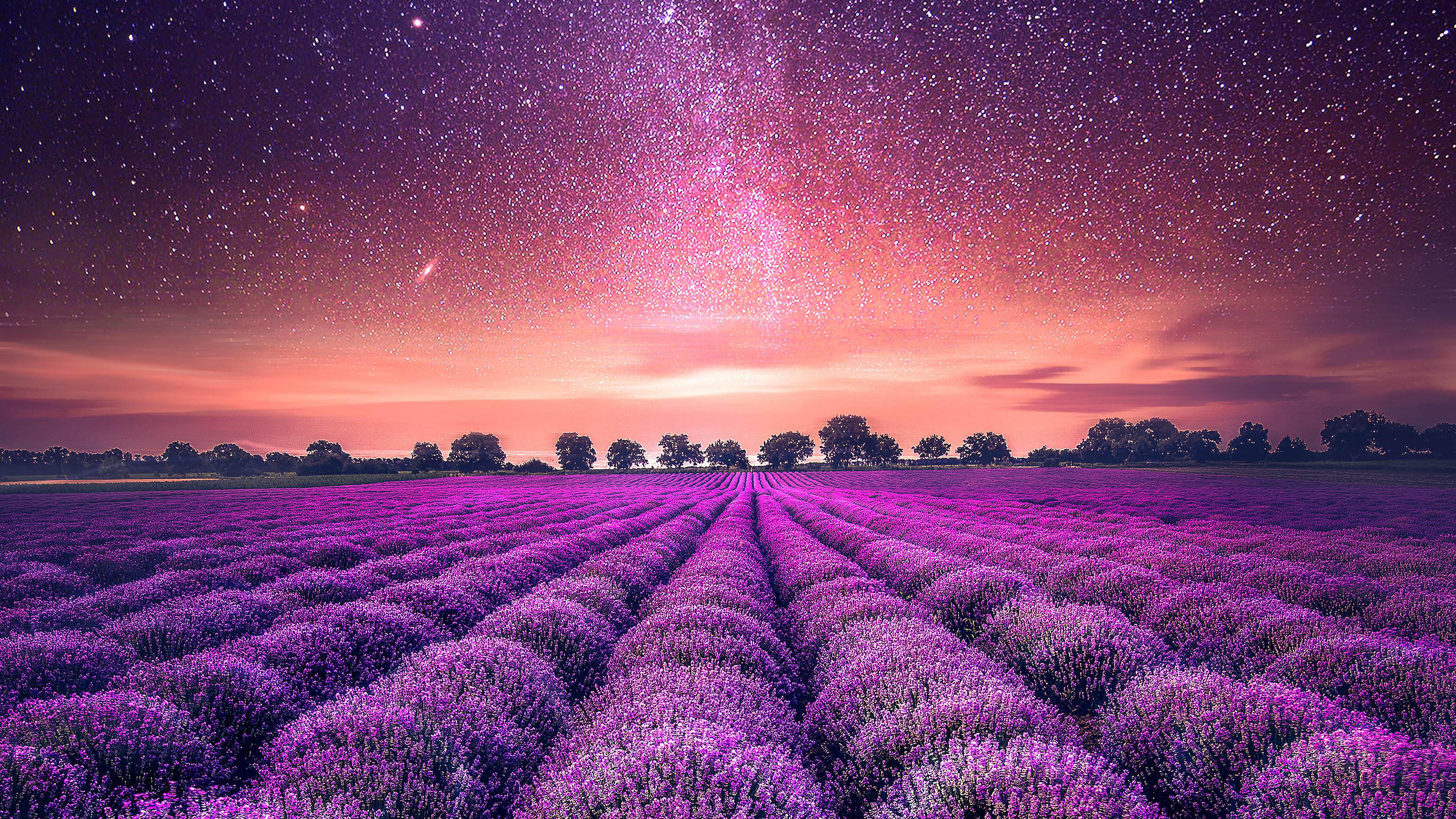 Free download wallpaper Flowers, Night, Starry Sky, Earth, Field, Lavender on your PC desktop