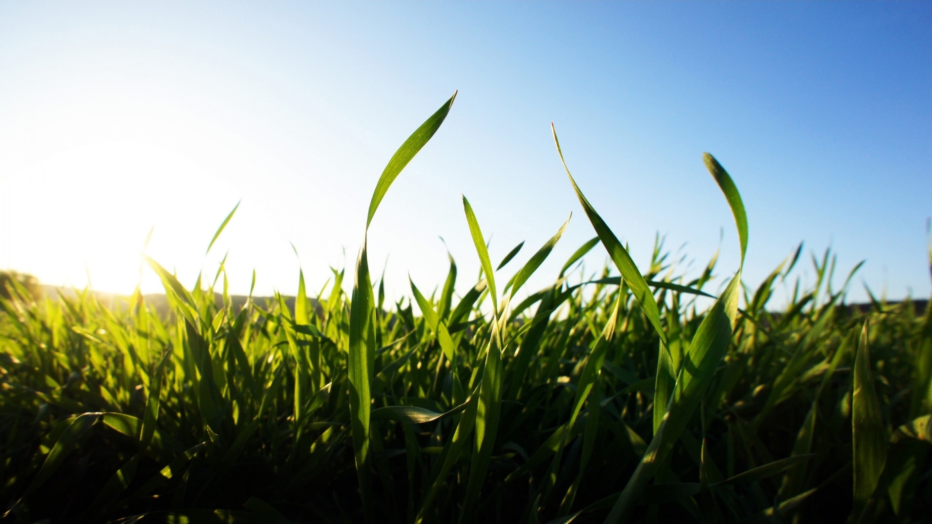 Free download wallpaper Plants, Landscape, Grass, Sun, Fields on your PC desktop