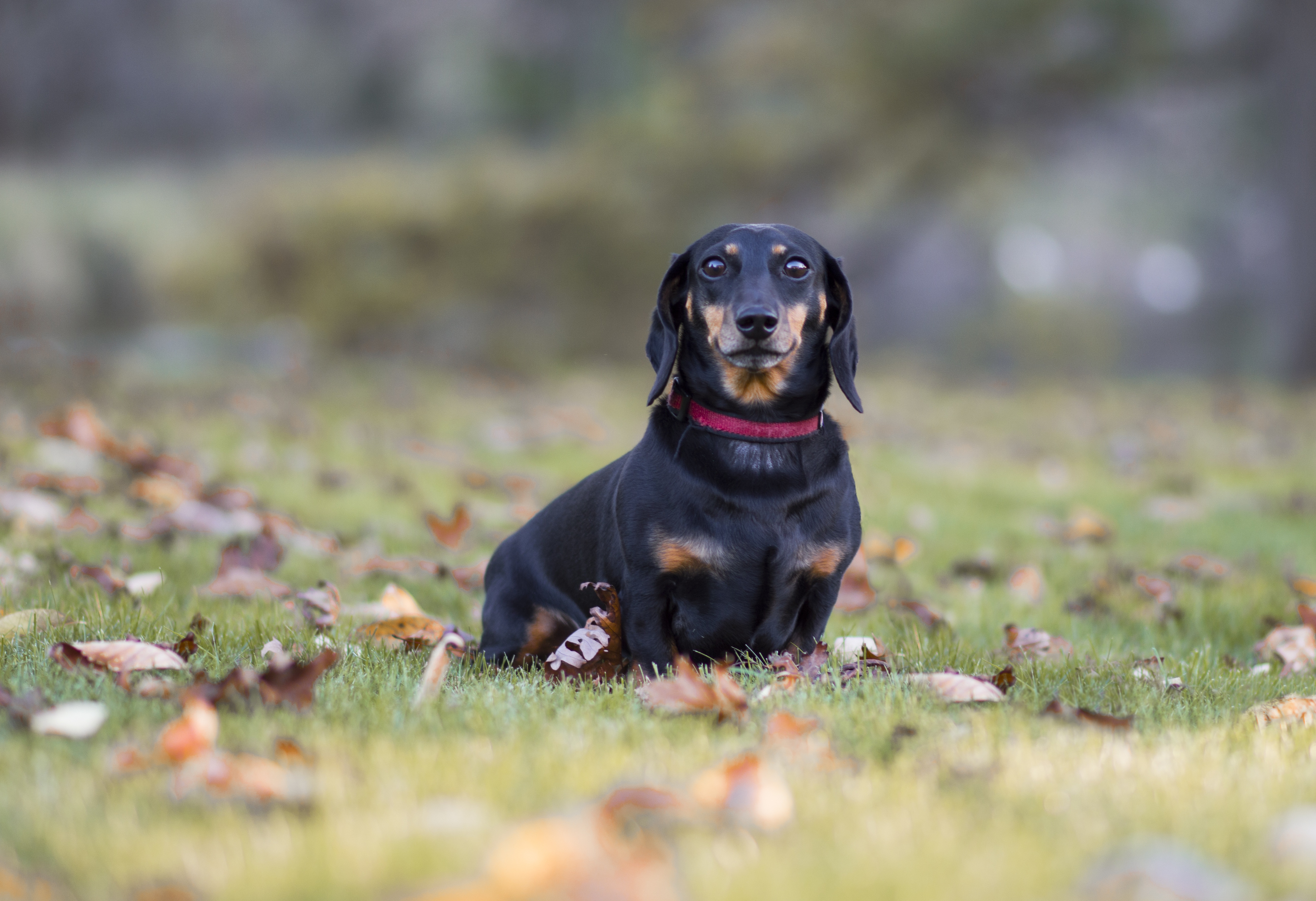 dachshund, animals, black, dog, lawn, fallen leaves, fallen foliage, collar, lop eared