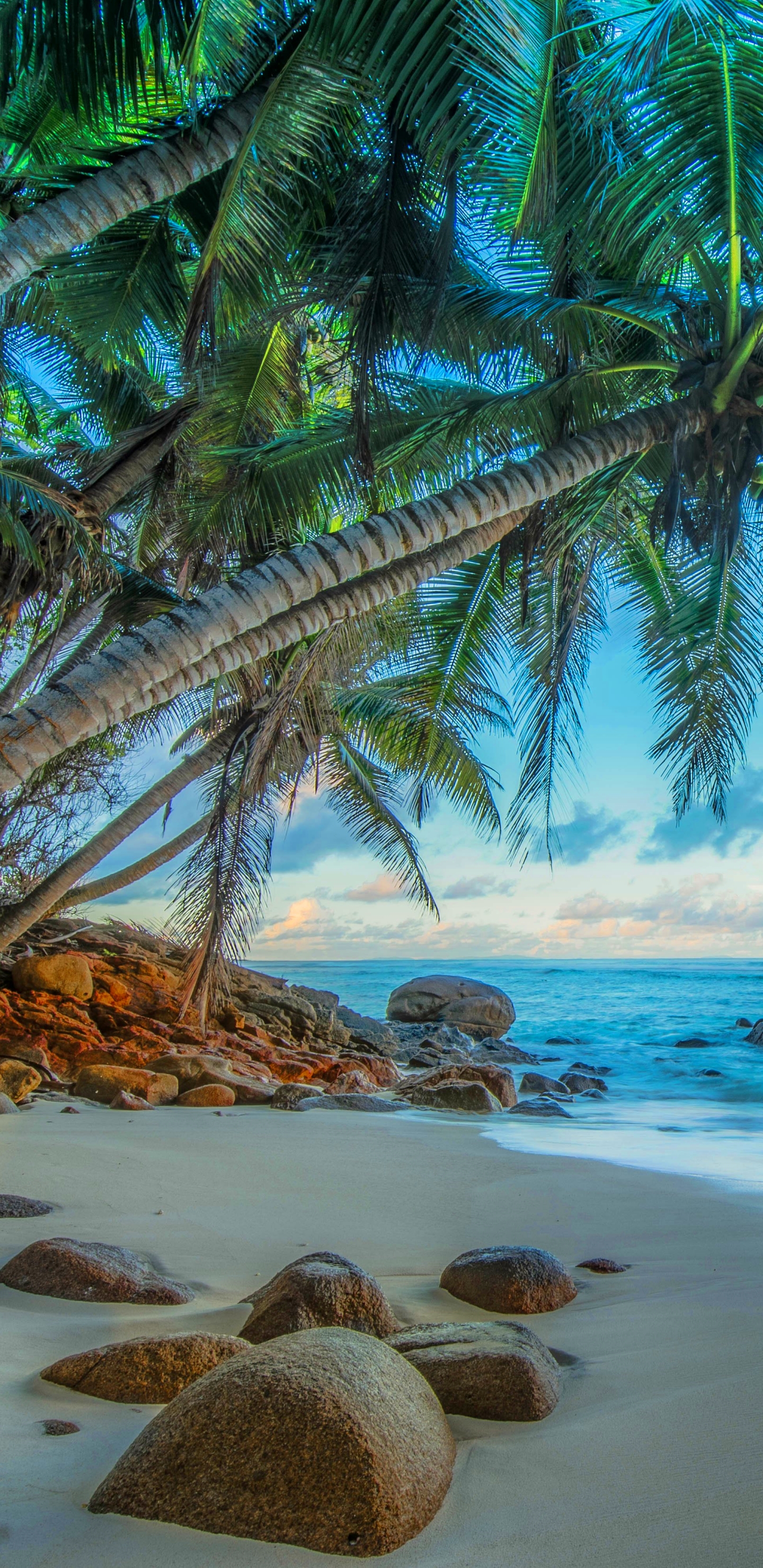 Скачать картинку Пляж, Пальмы, Горизонт, Пальма, Hdr, Тропический, Фотографии в телефон бесплатно.