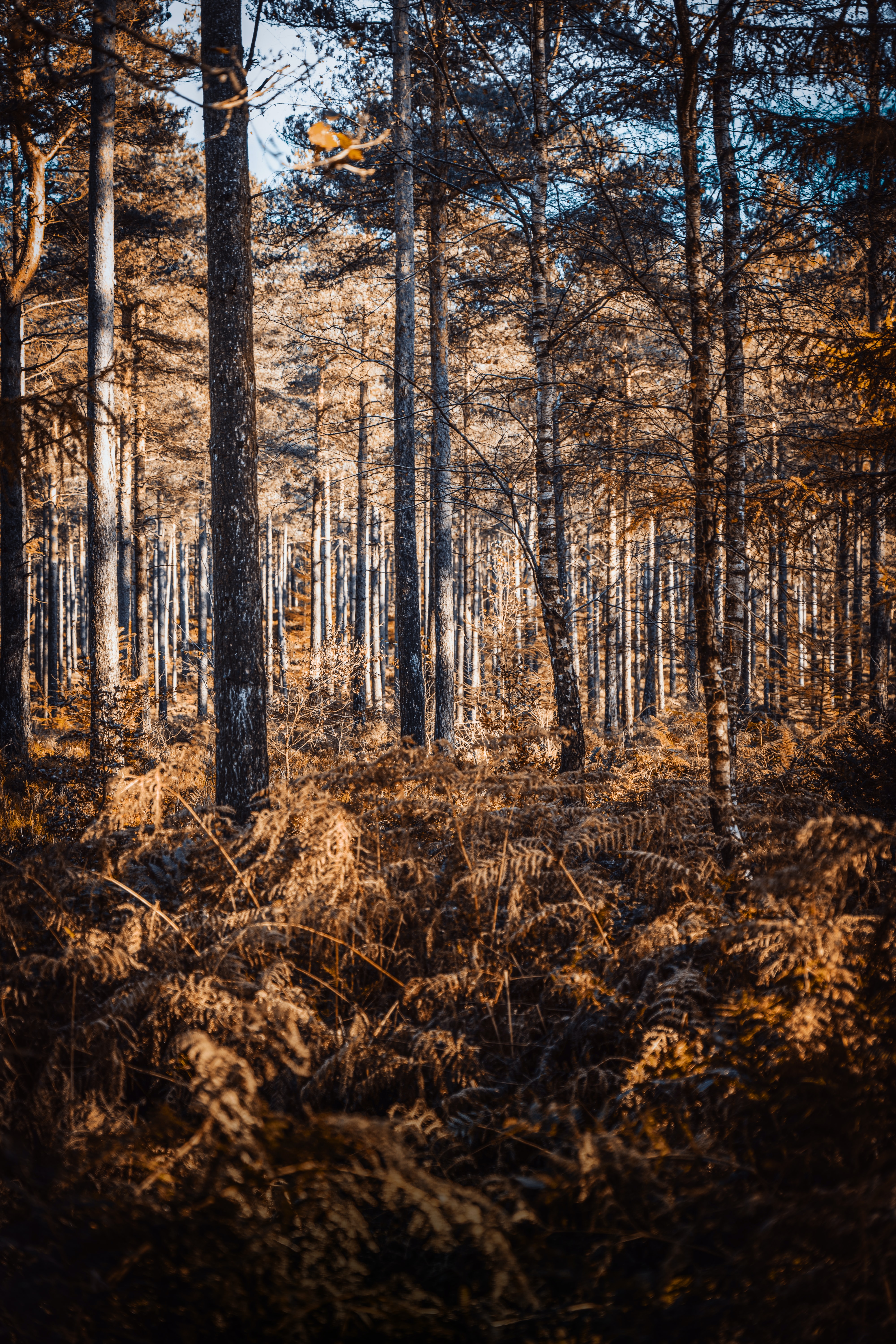 nature, trees, autumn, pine, birches, forest