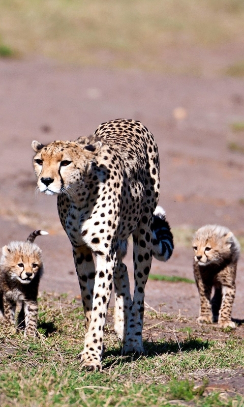 Handy-Wallpaper Tiere, Katzen, Gepard kostenlos herunterladen.