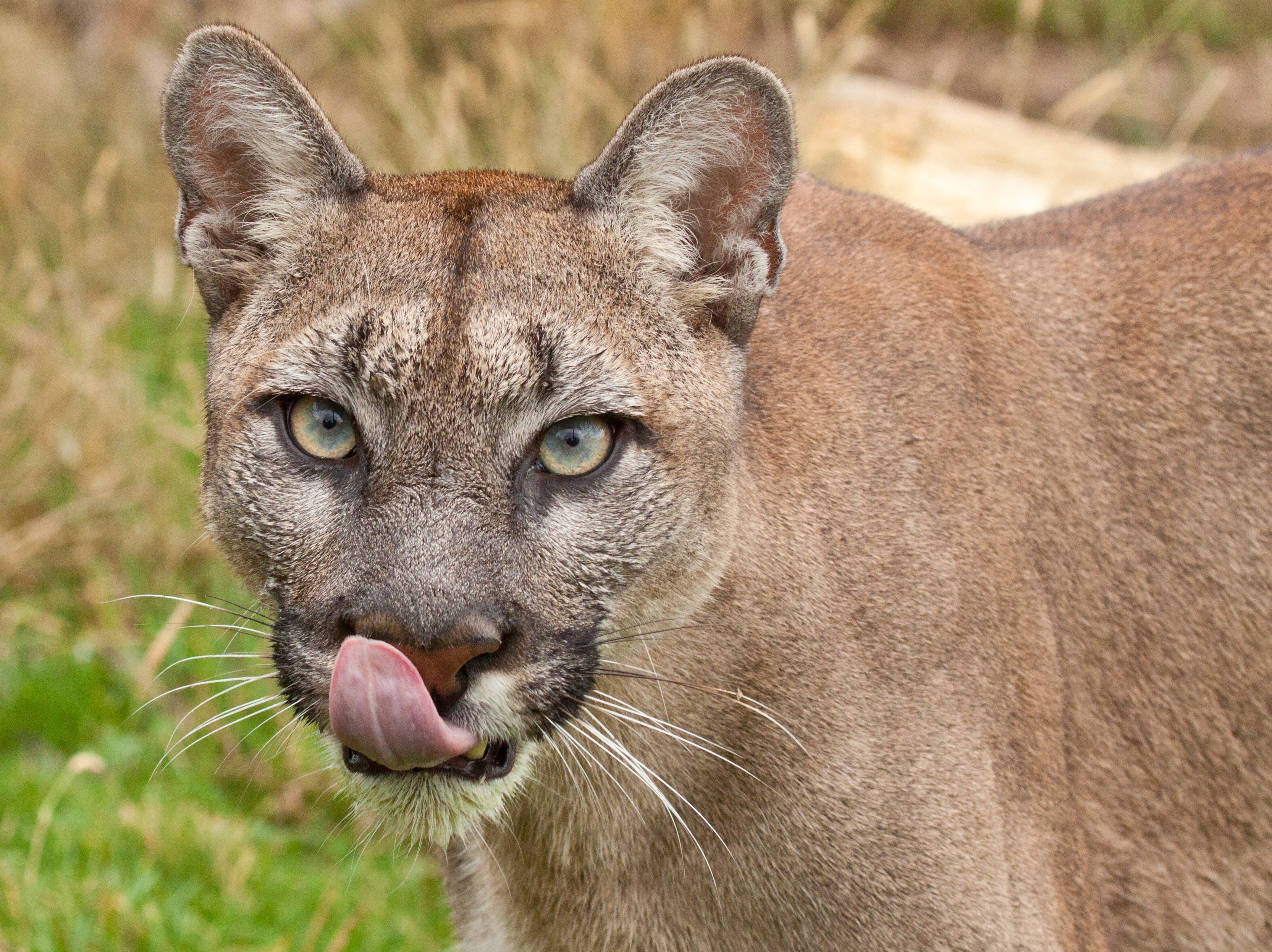 Download mobile wallpaper Muzzle, Licking, Language, Tongue, Lick Your Lips, Animals, Predator, Puma for free.