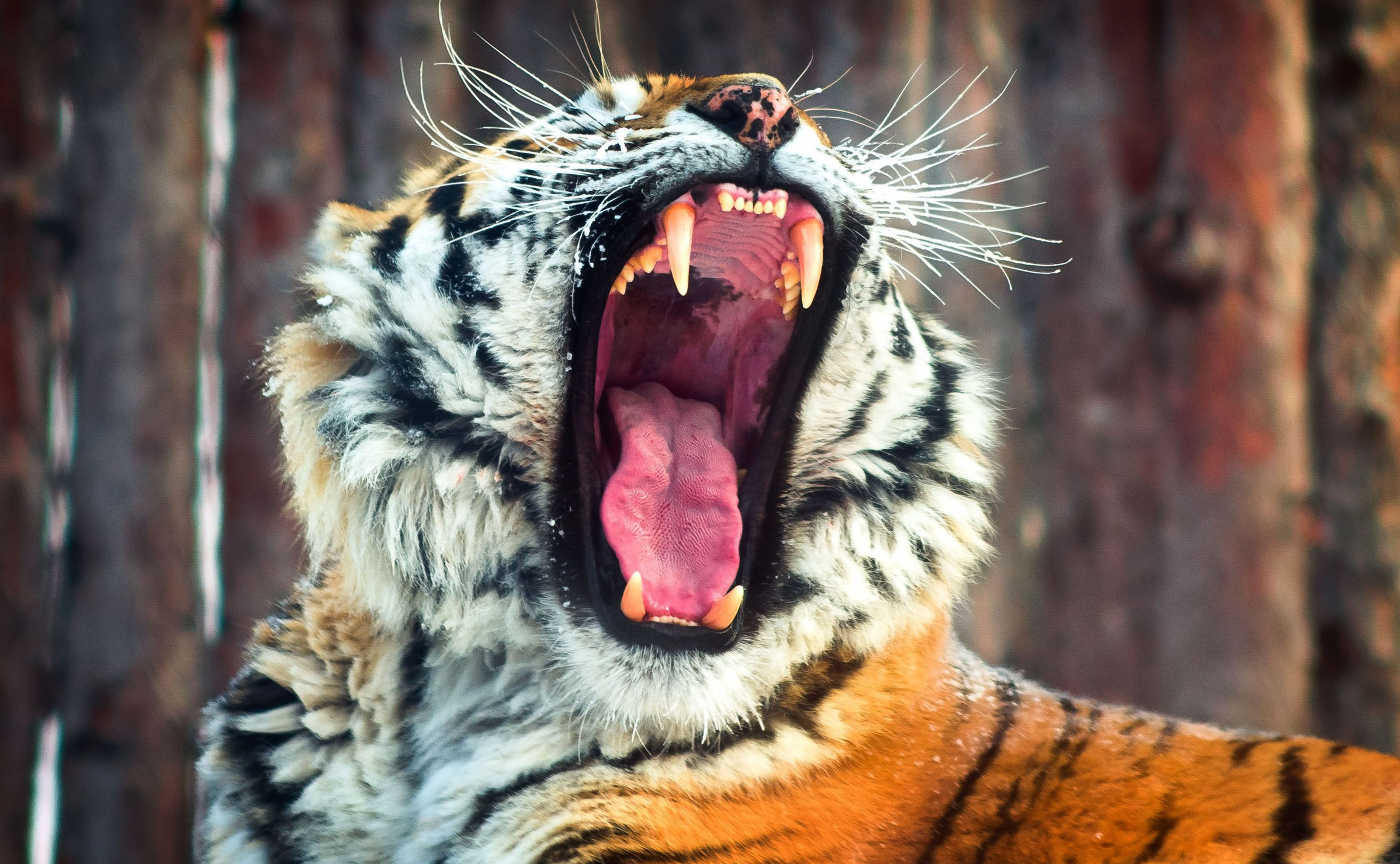 Descarga gratuita de fondo de pantalla para móvil de Gatos, Animales, Tigre.