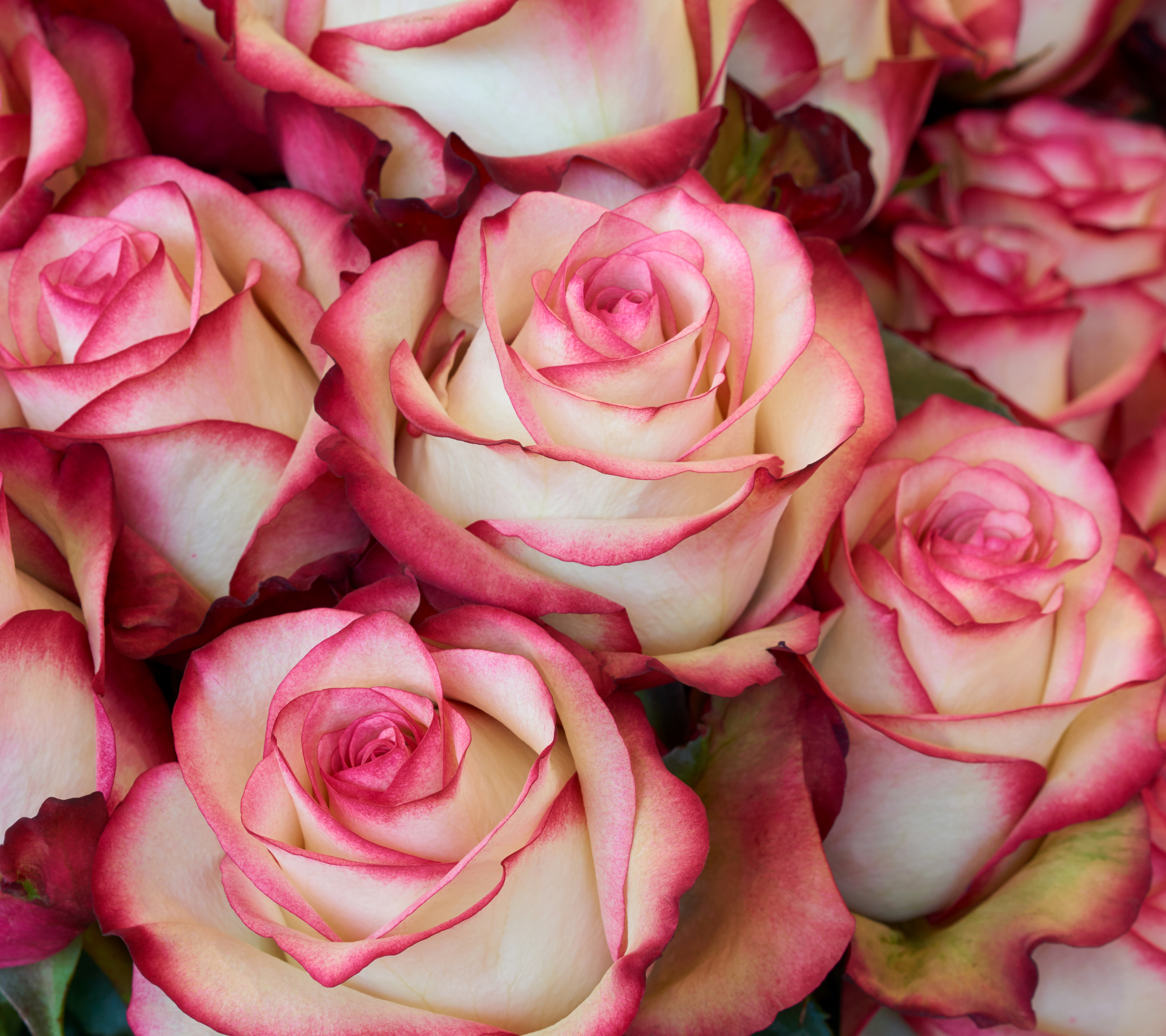 Handy-Wallpaper Blumen, Blume, Rose, Erde, Erde/natur, Pinke Blume, Pinke Rose kostenlos herunterladen.