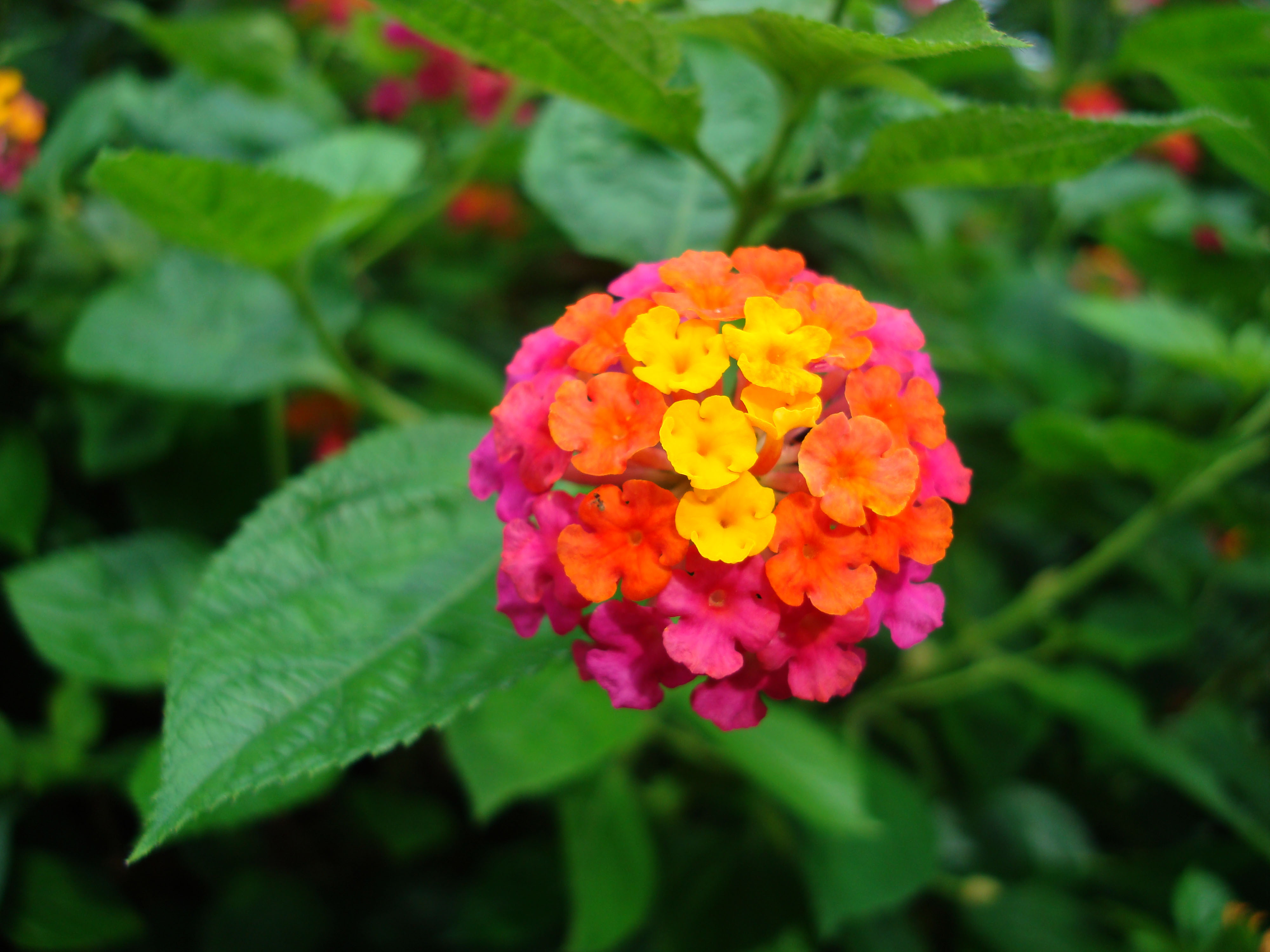 Descarga gratis la imagen Flores, Flor, Colores, Vistoso, Tierra/naturaleza en el escritorio de tu PC