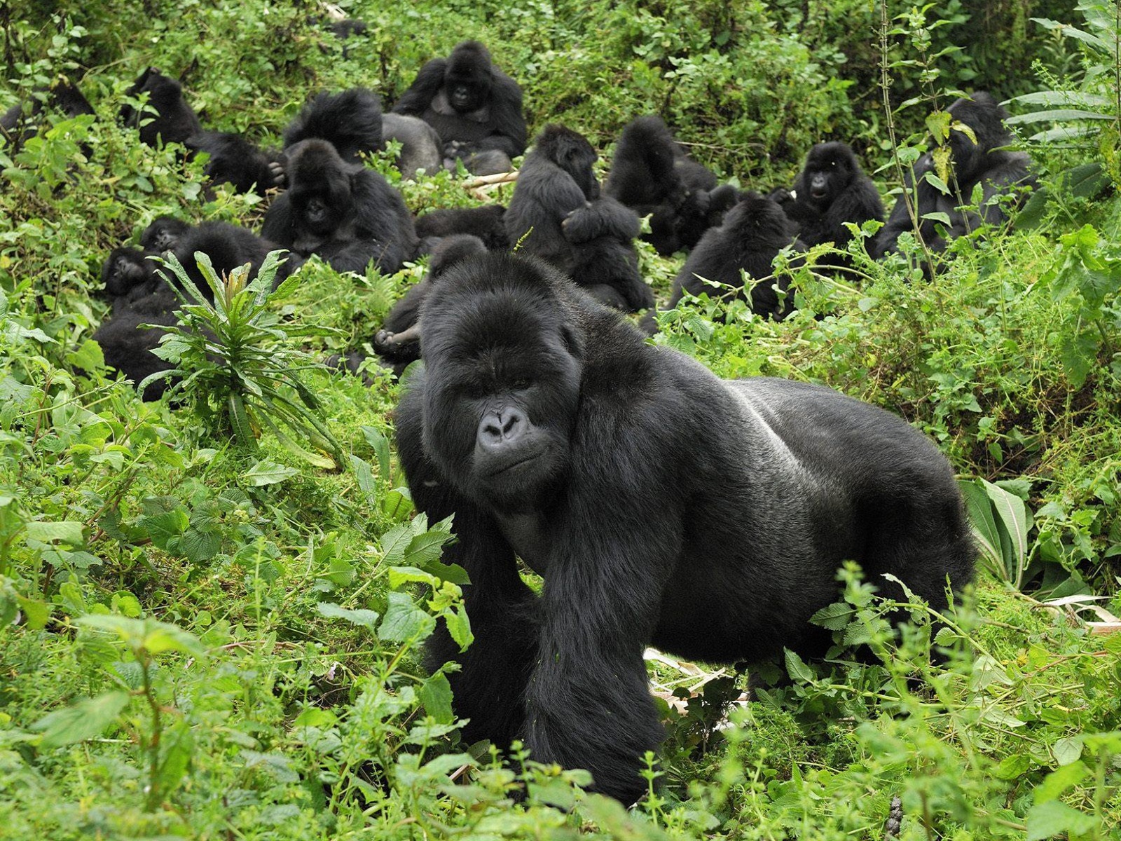 283988 descargar imagen animales, gorila, selva, monos: fondos de pantalla y protectores de pantalla gratis