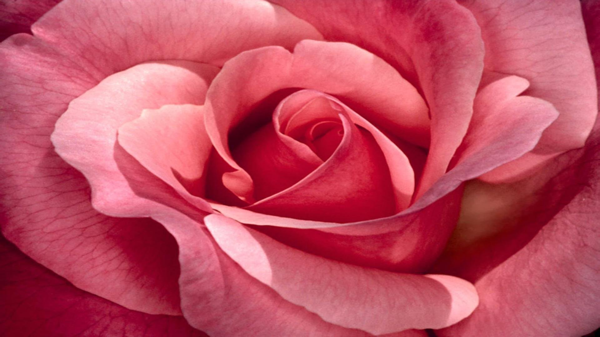 Download mobile wallpaper Flowers, Rose, Close Up, Earth, Petal, Pink Flower for free.