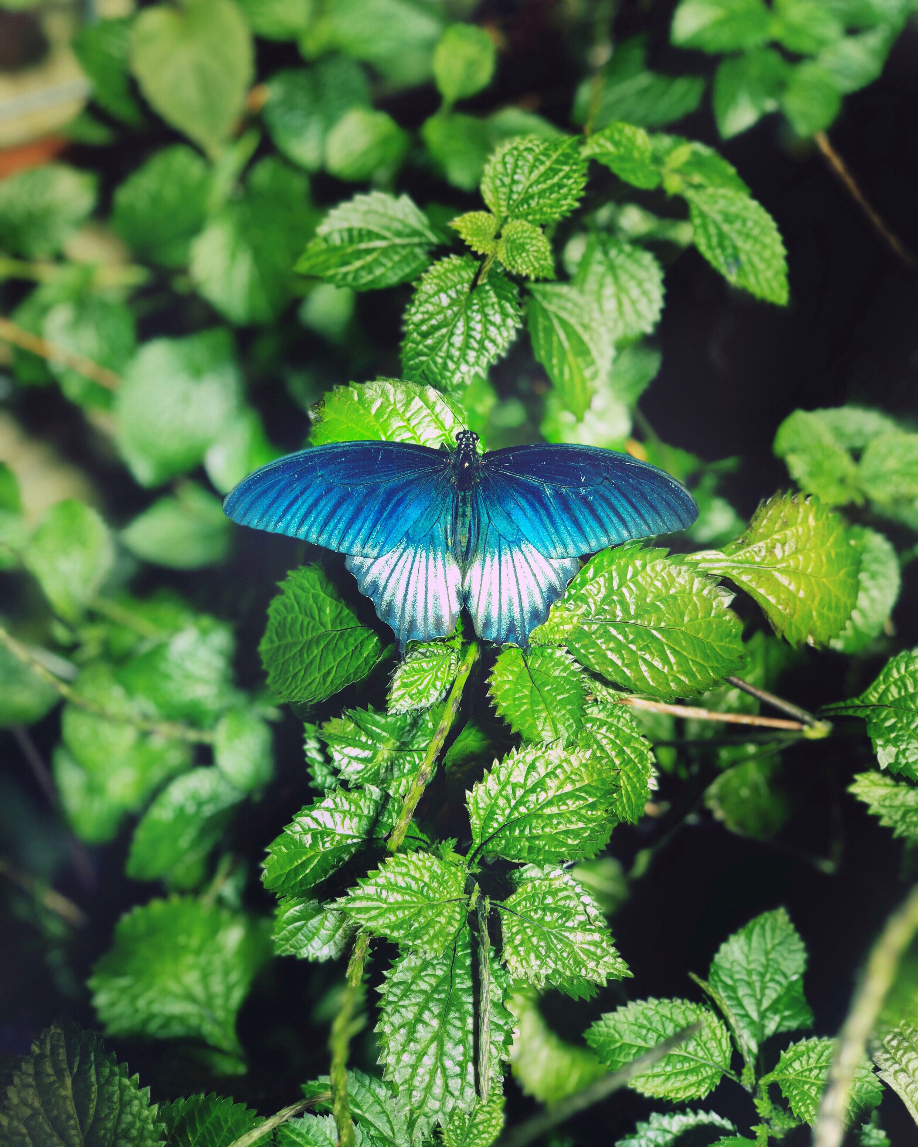 Download mobile wallpaper Foliage, Macro, Butterfly for free.