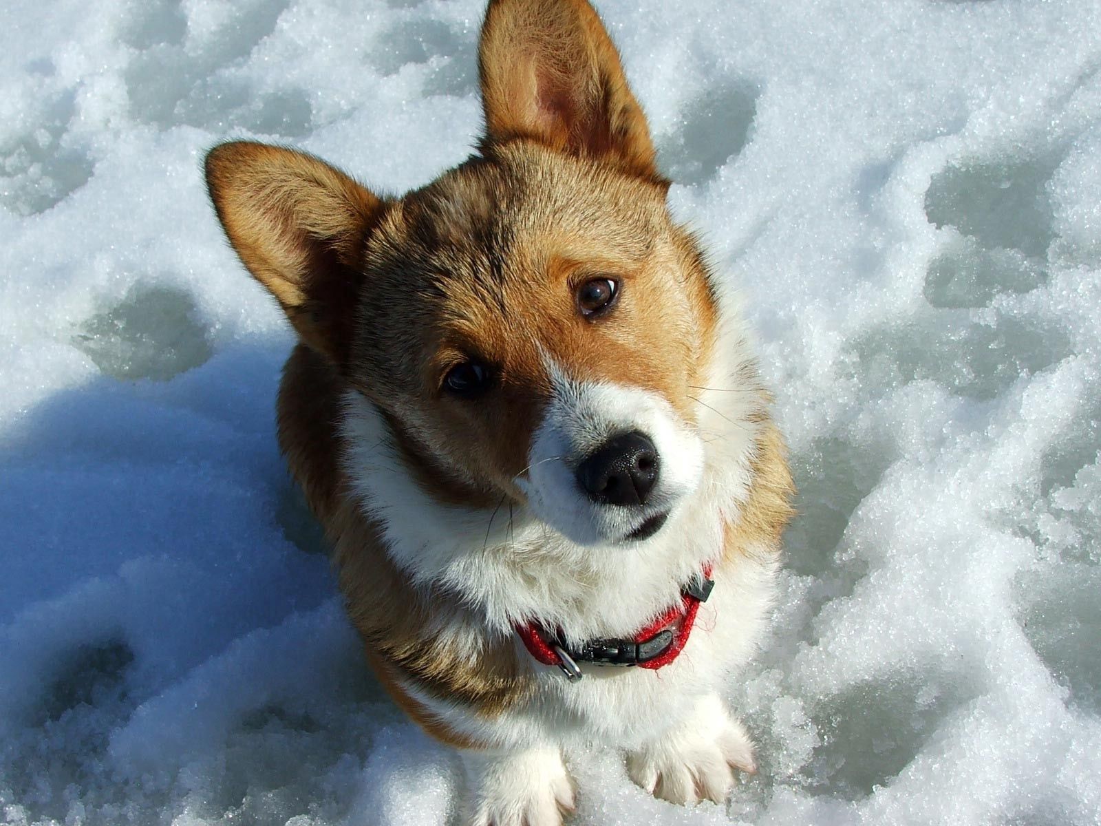 animals, snow, dog, muzzle, curiosity, expectation, waiting