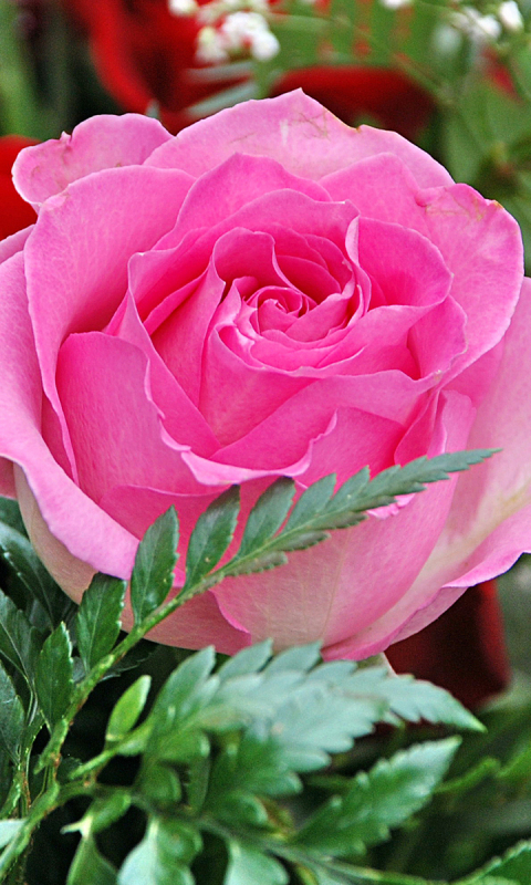 Download mobile wallpaper Flowers, Flower, Rose, Earth, Pink Rose for free.