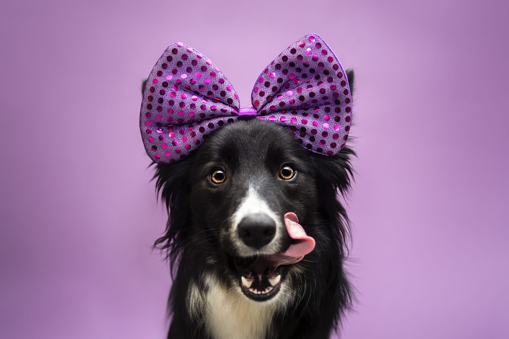 Free download wallpaper Dogs, Dog, Animal, Border Collie, Stare, Bow (Clothing) on your PC desktop