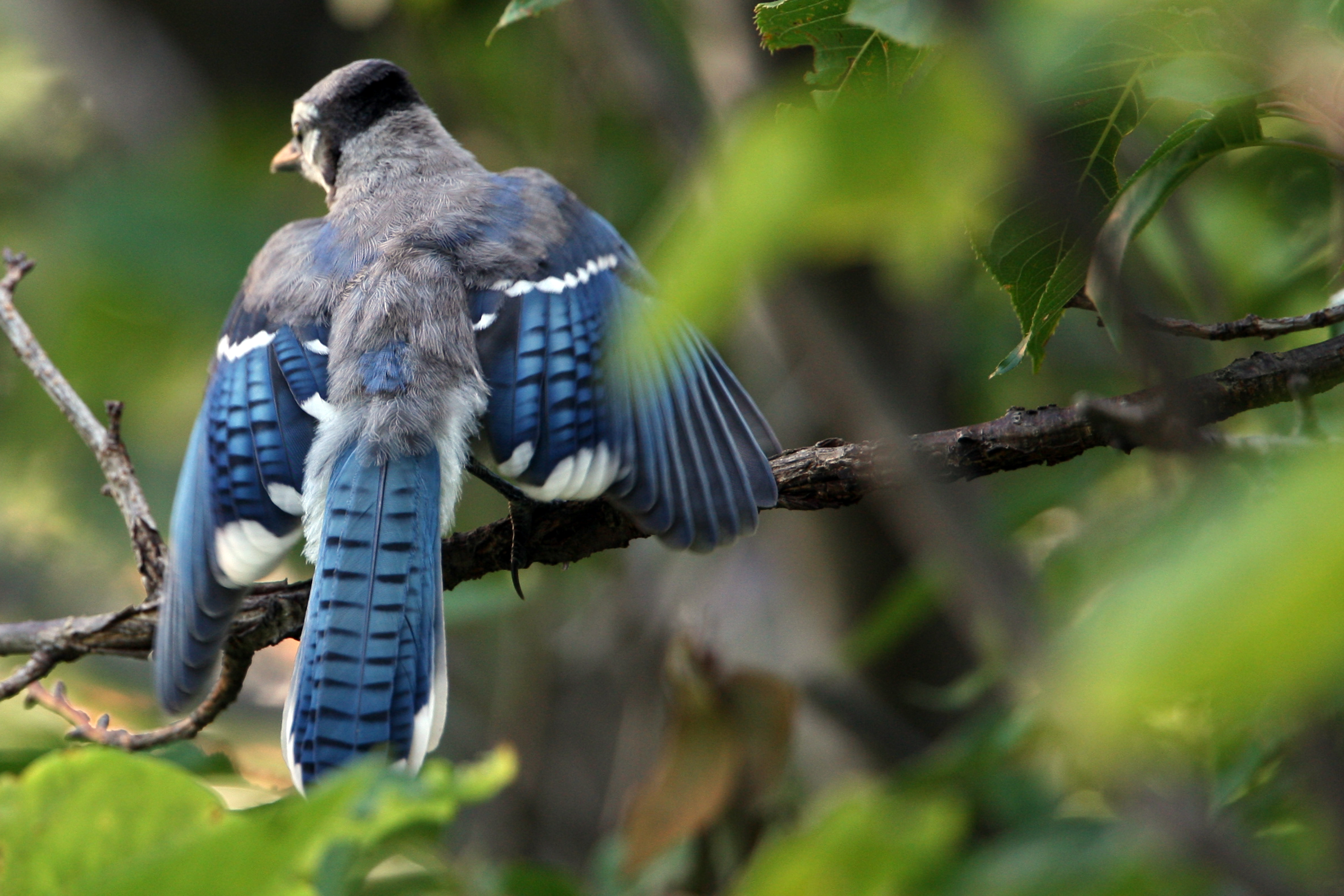 Baixe gratuitamente a imagem Animais, Aves, Pássaro na área de trabalho do seu PC