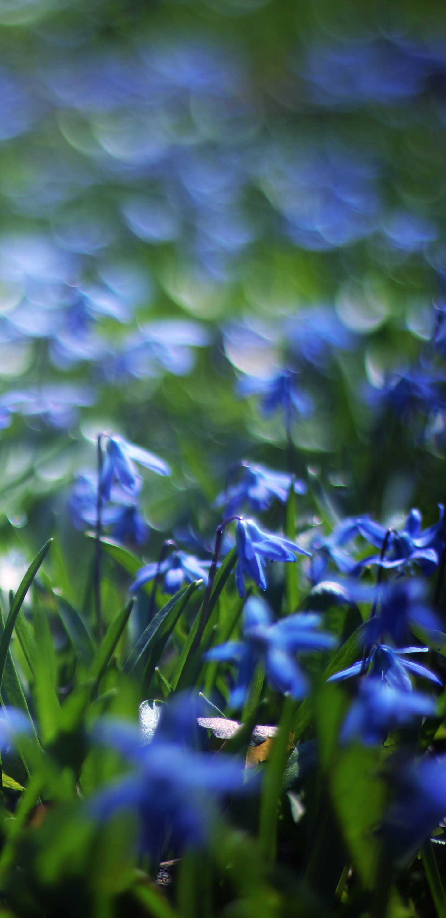 Download mobile wallpaper Nature, Flowers, Flower, Close Up, Earth, Bokeh, Blue Flower for free.