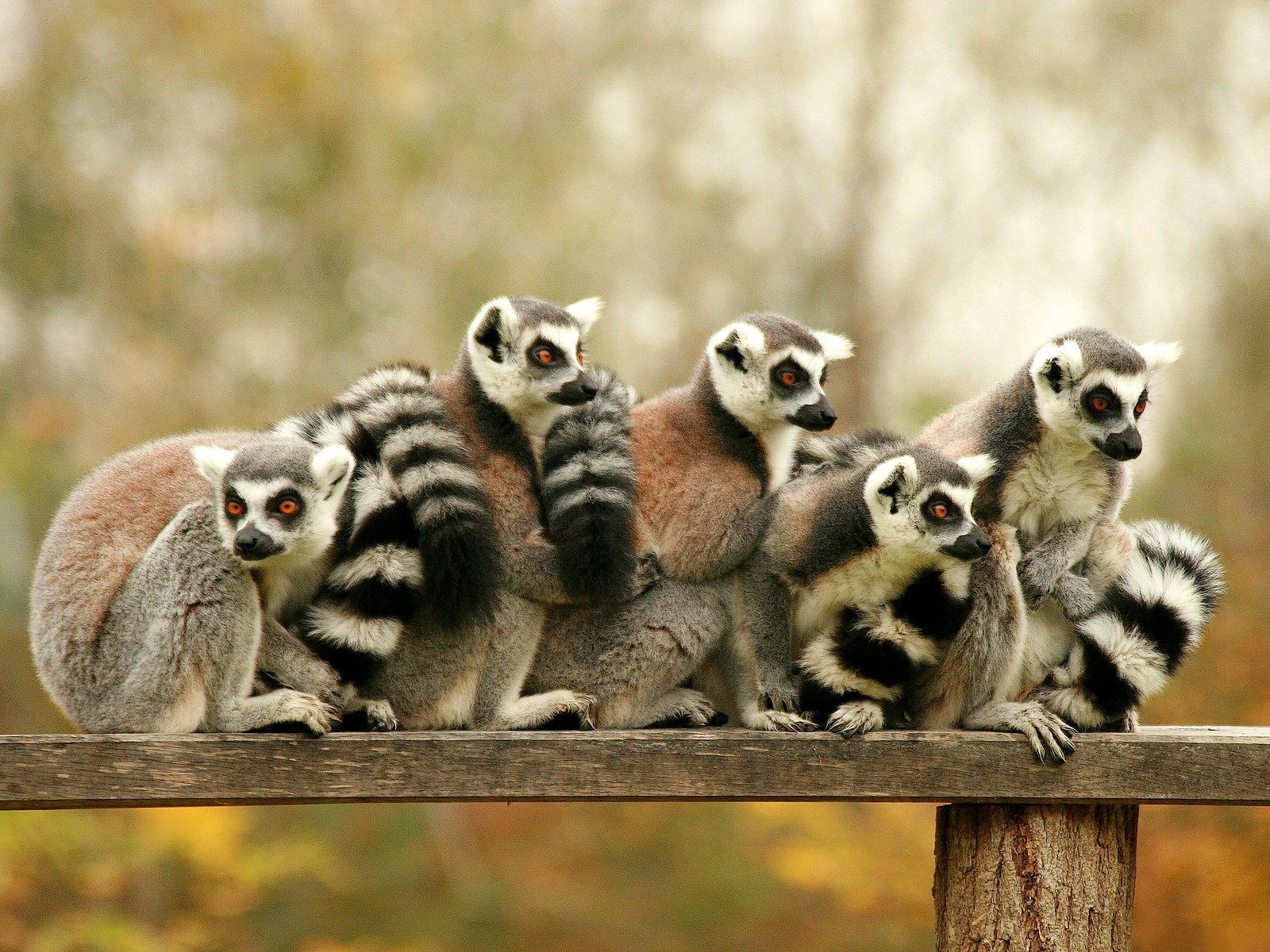 304933 Bild herunterladen tiere, lemur, affen - Hintergrundbilder und Bildschirmschoner kostenlos