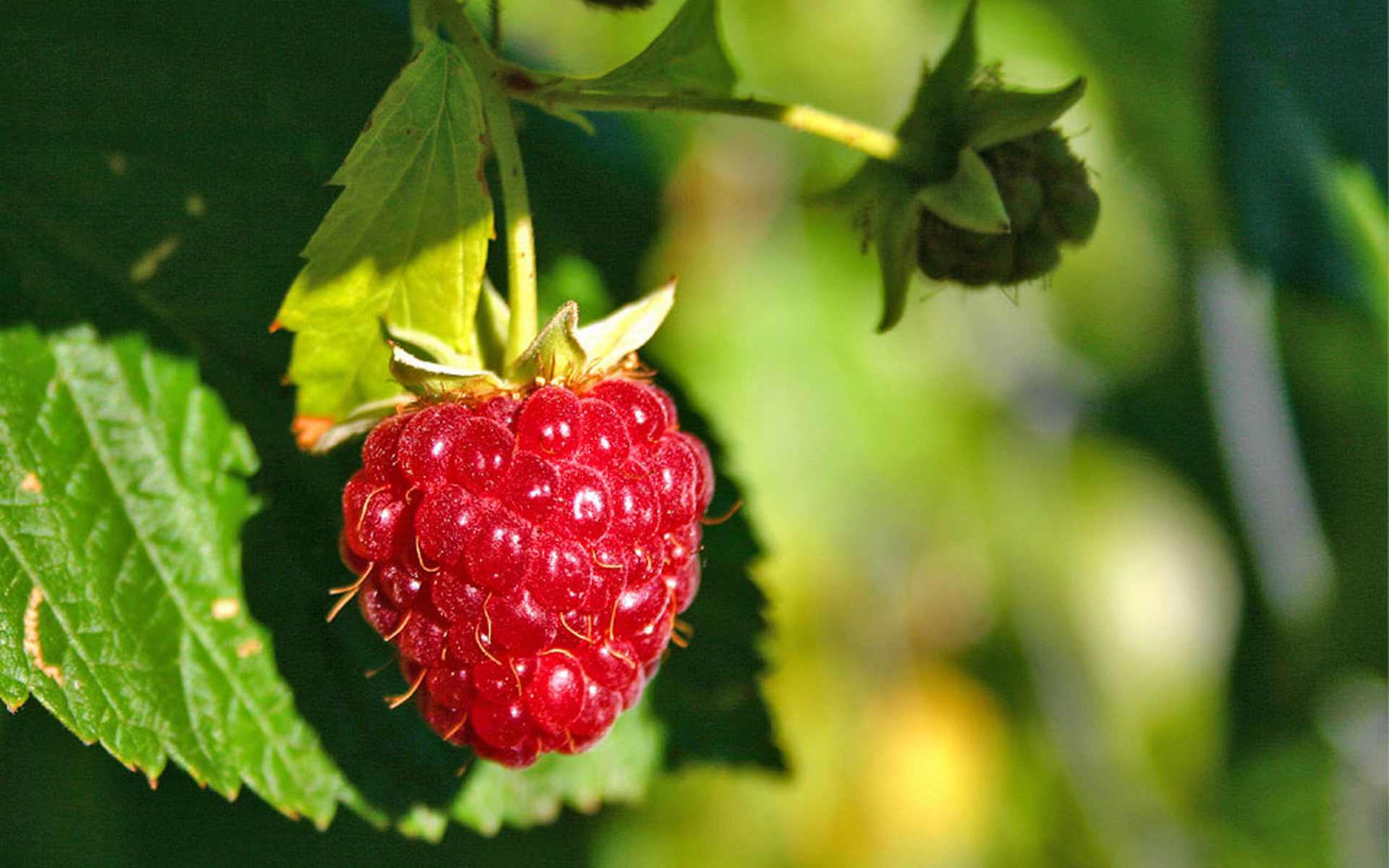 Free download wallpaper Fruits, Food, Raspberry on your PC desktop