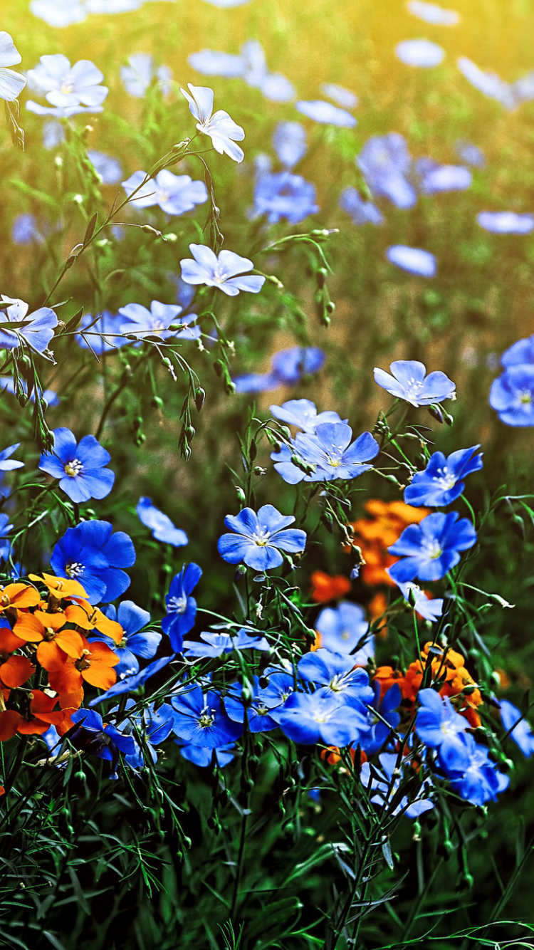 Download mobile wallpaper Nature, Flowers, Flower, Earth, Meadow, Orange Flower, Blue Flower for free.
