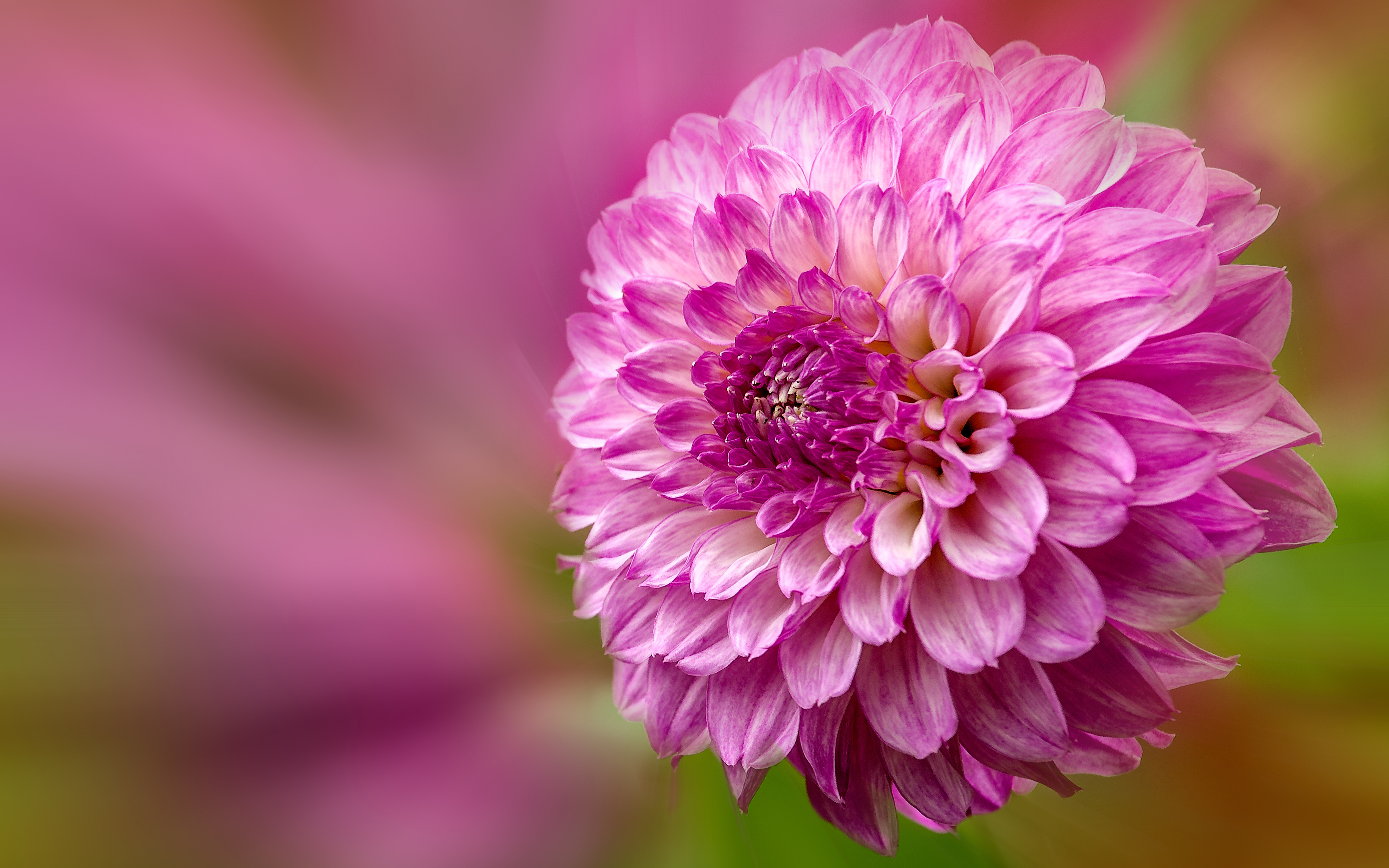 Téléchargez gratuitement l'image Fleurs, Fleur, Terre/nature sur le bureau de votre PC