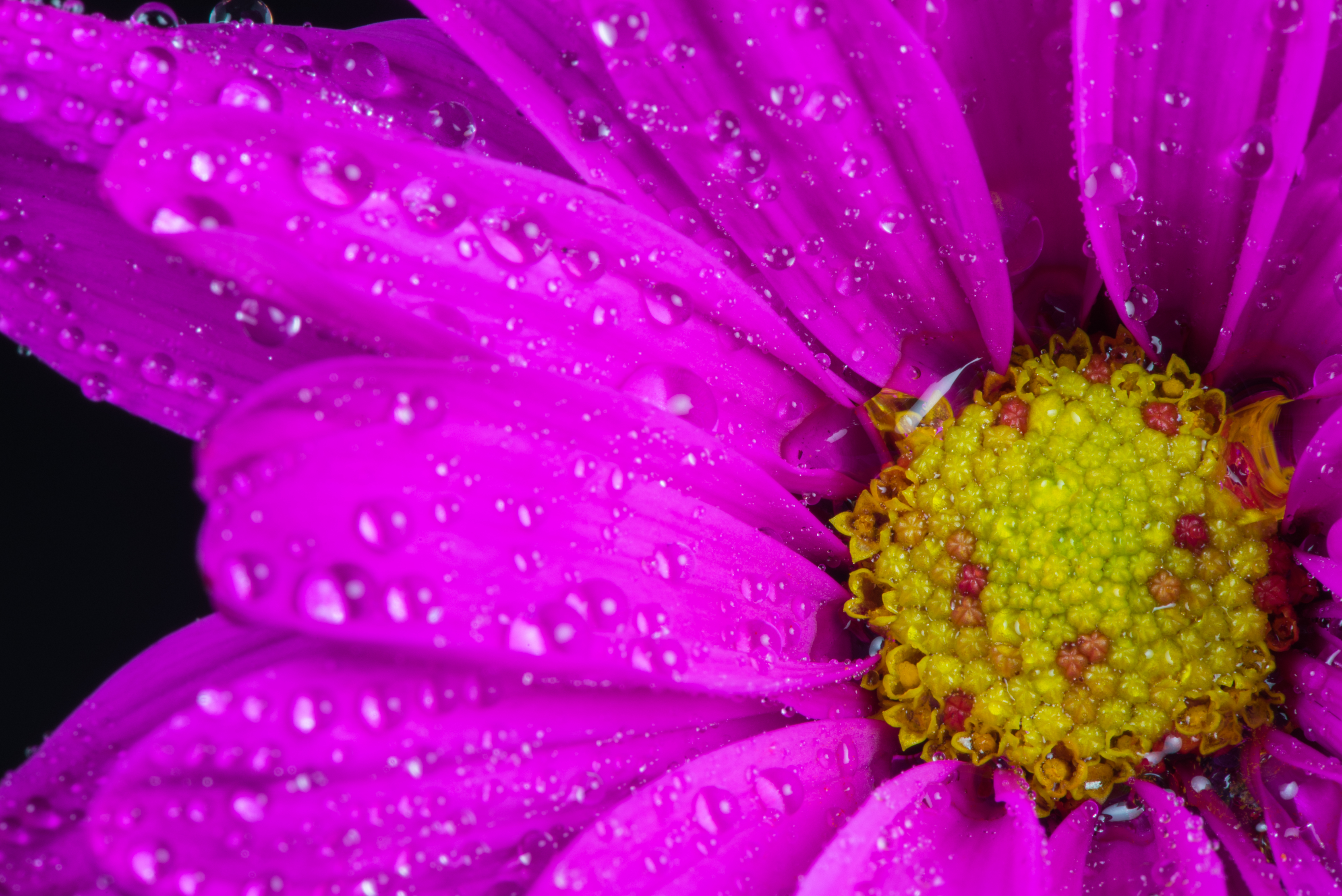 Laden Sie das Blumen, Blume, Nahansicht, Wassertropfen, Erde/natur, Pinke Blume-Bild kostenlos auf Ihren PC-Desktop herunter