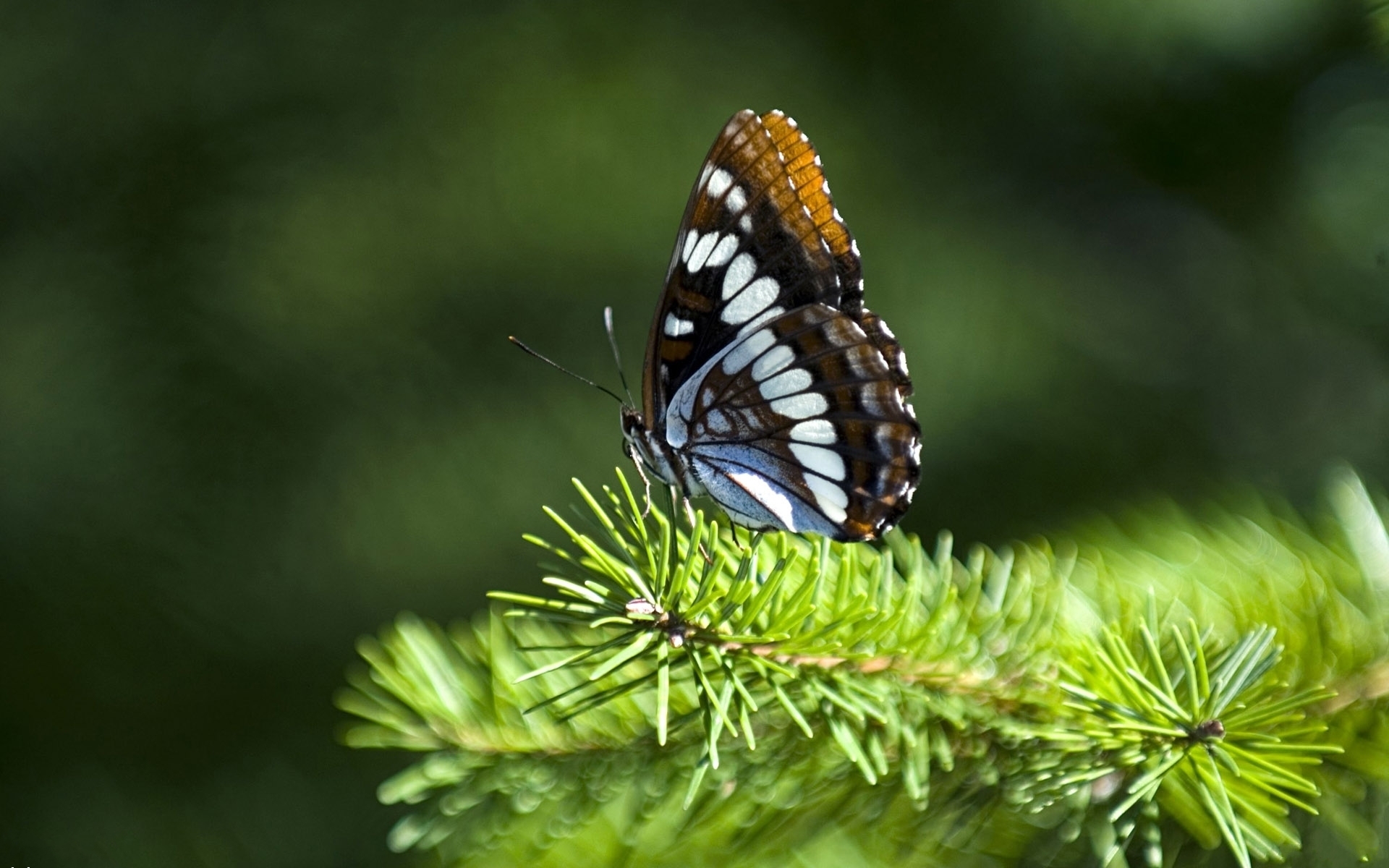 Descarga gratuita de fondo de pantalla para móvil de Animales, Mariposa.