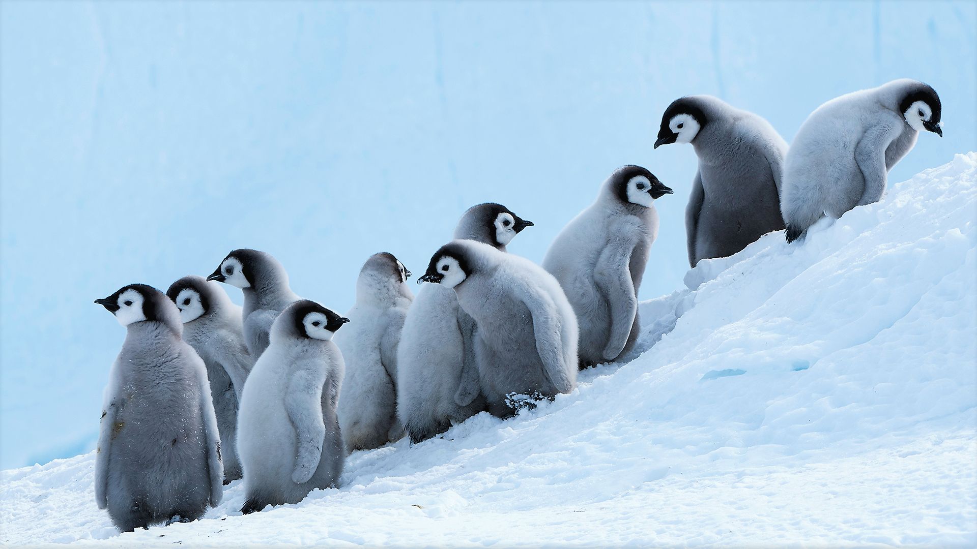 427502 descargar fondo de pantalla animales, pingüino, ave, polluelo, lindo, pingüino emperador, aves: protectores de pantalla e imágenes gratis