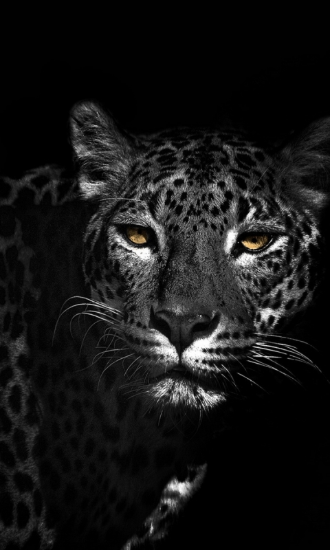 Handy-Wallpaper Tiere, Katzen, Leopard kostenlos herunterladen.