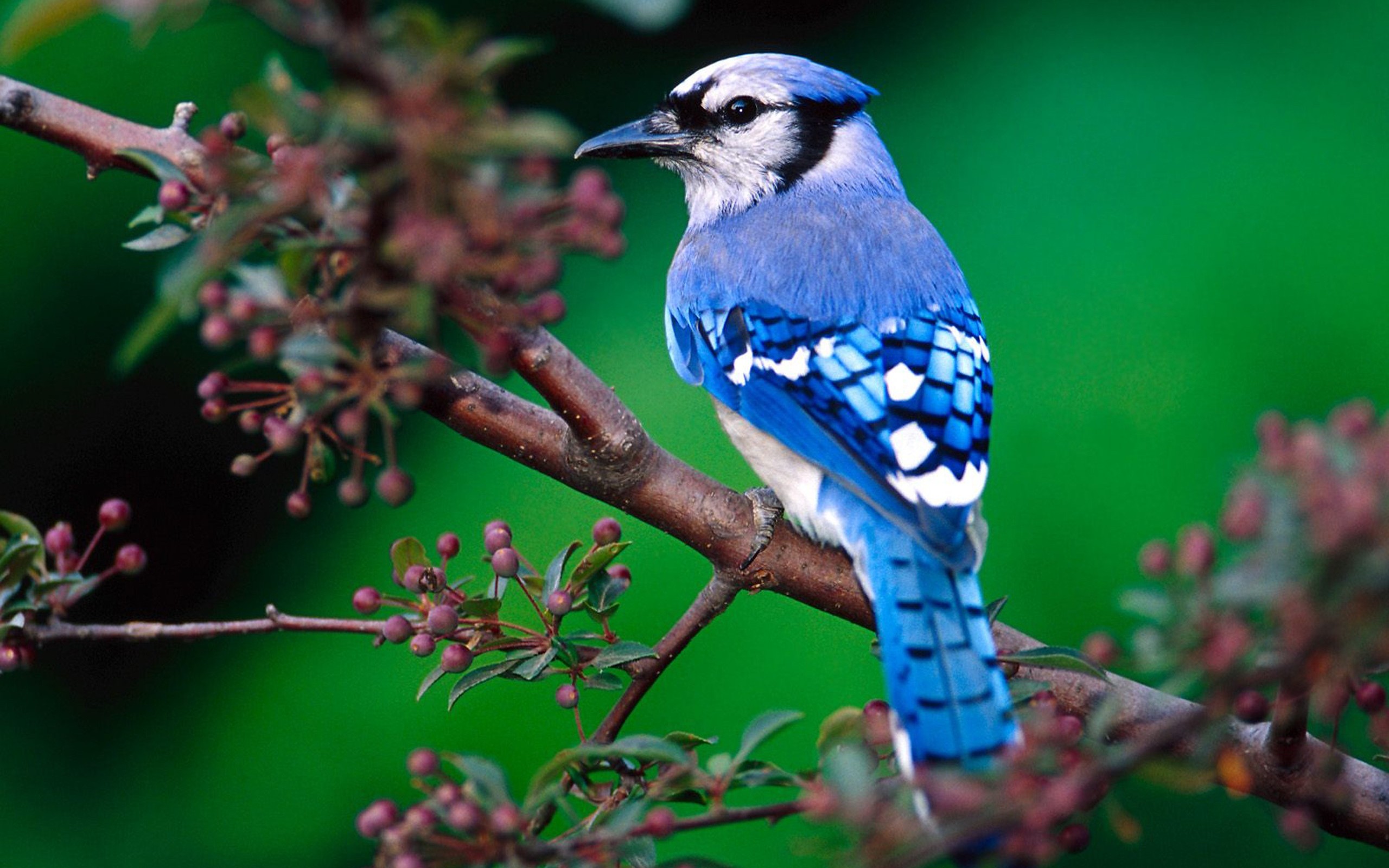 birds, animal, blue jay