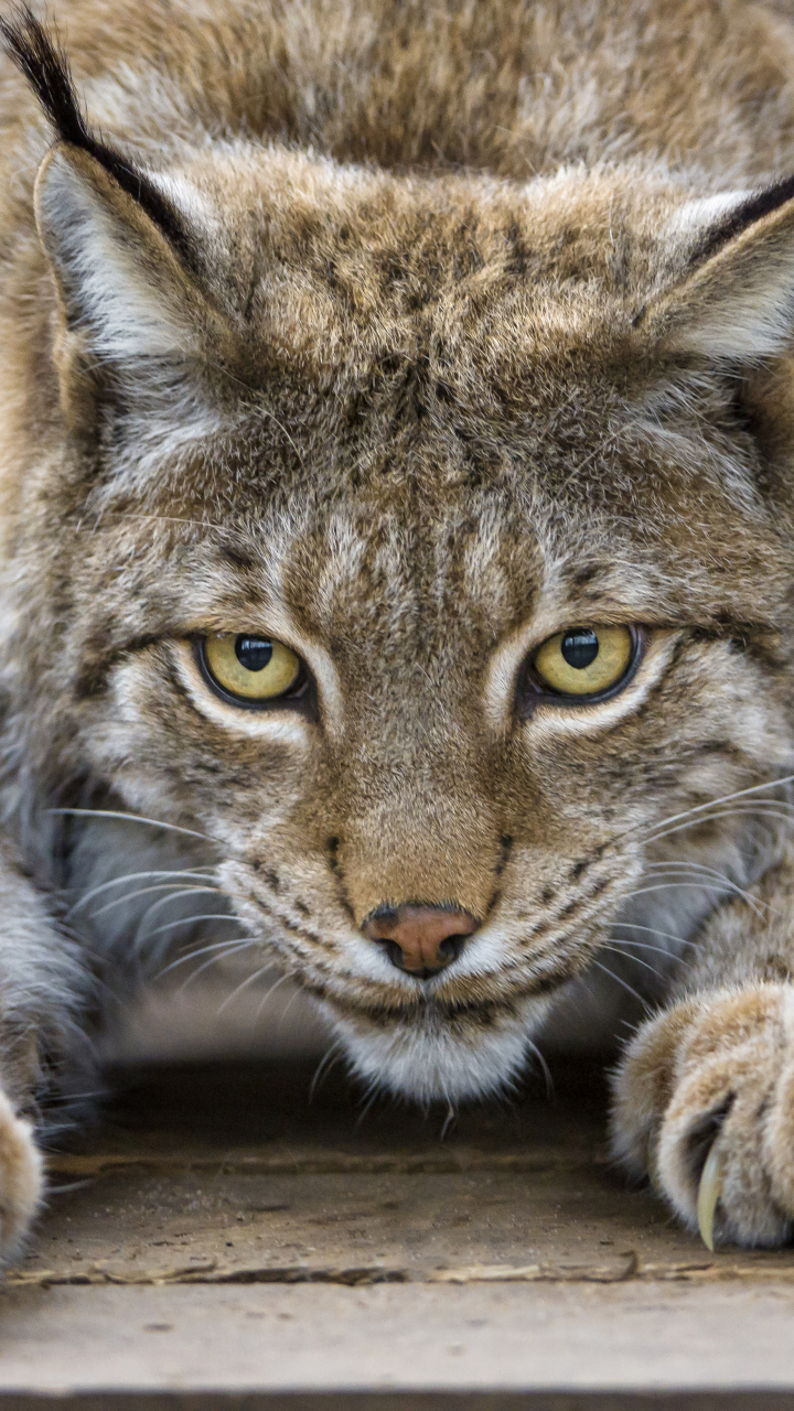 Handy-Wallpaper Tiere, Katzen, Luchs kostenlos herunterladen.