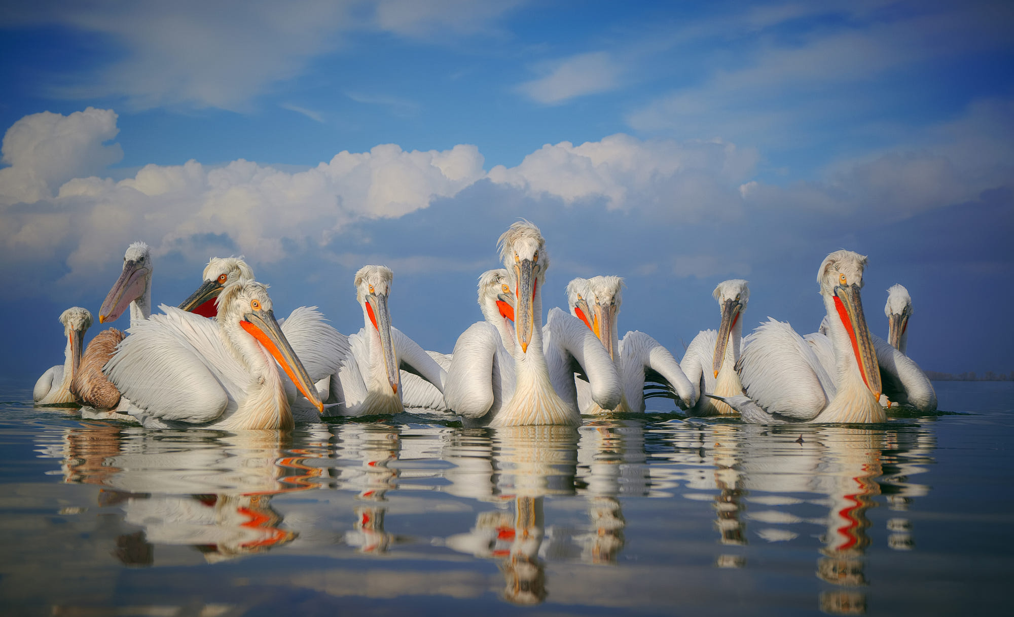 Best Dalmation Pelican HD Wallpaper
