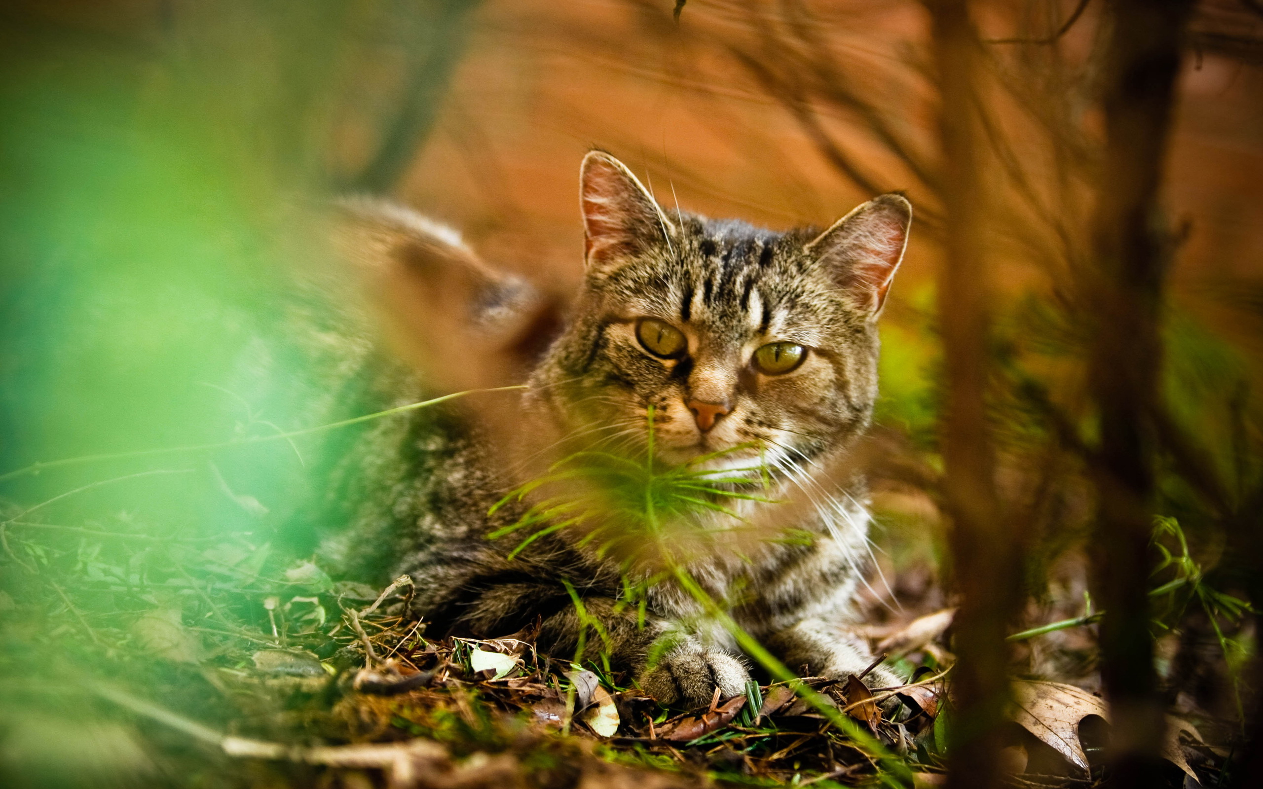 Handy-Wallpaper Katze, Katzen, Tiere kostenlos herunterladen.